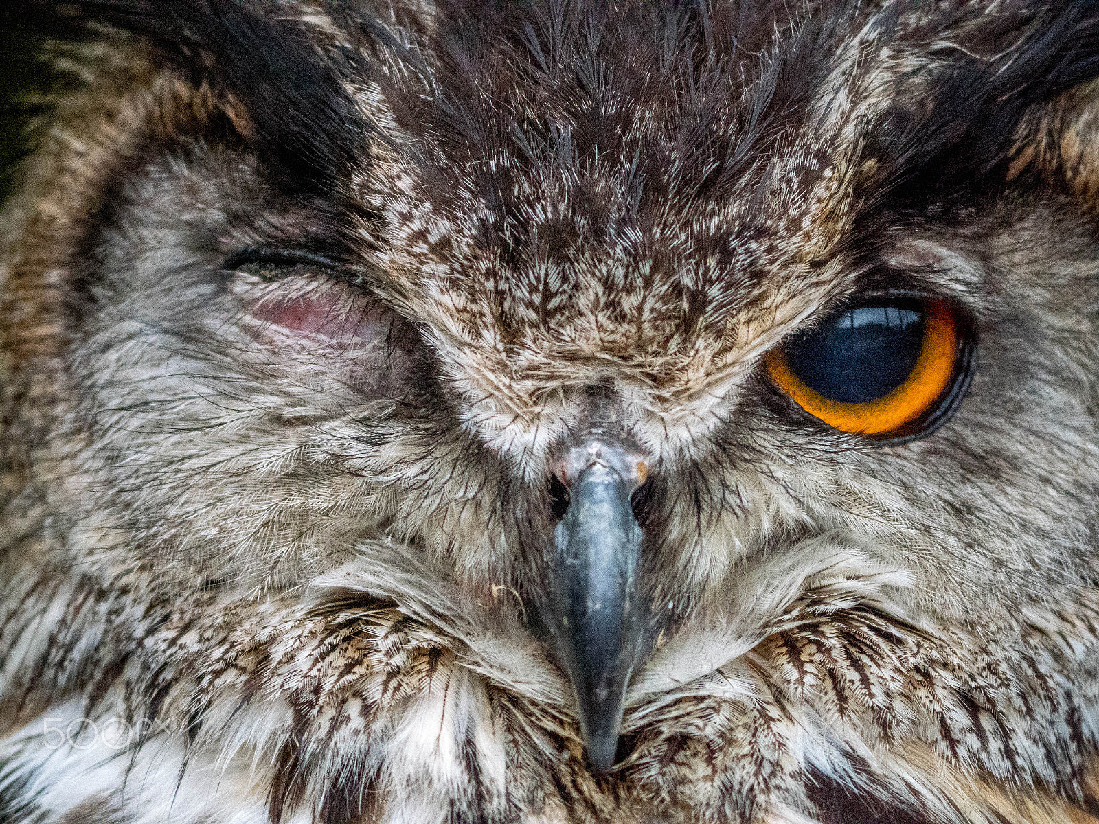 Panasonic Lumix DMC-GX8 sample photo. One eyed eagle owl photography
