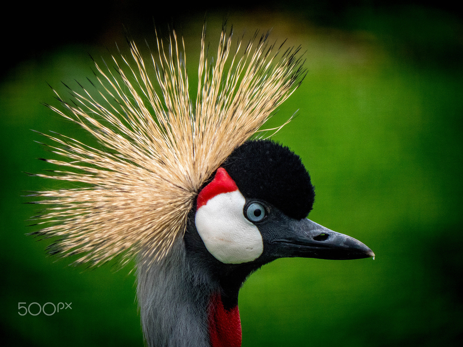 Panasonic Lumix DMC-GX8 sample photo. Bad hair day photography