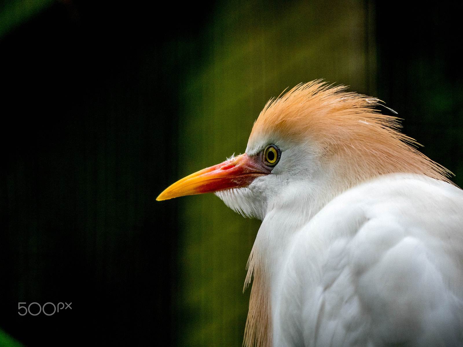 Panasonic Lumix DMC-GX8 sample photo. White and orange bird photography