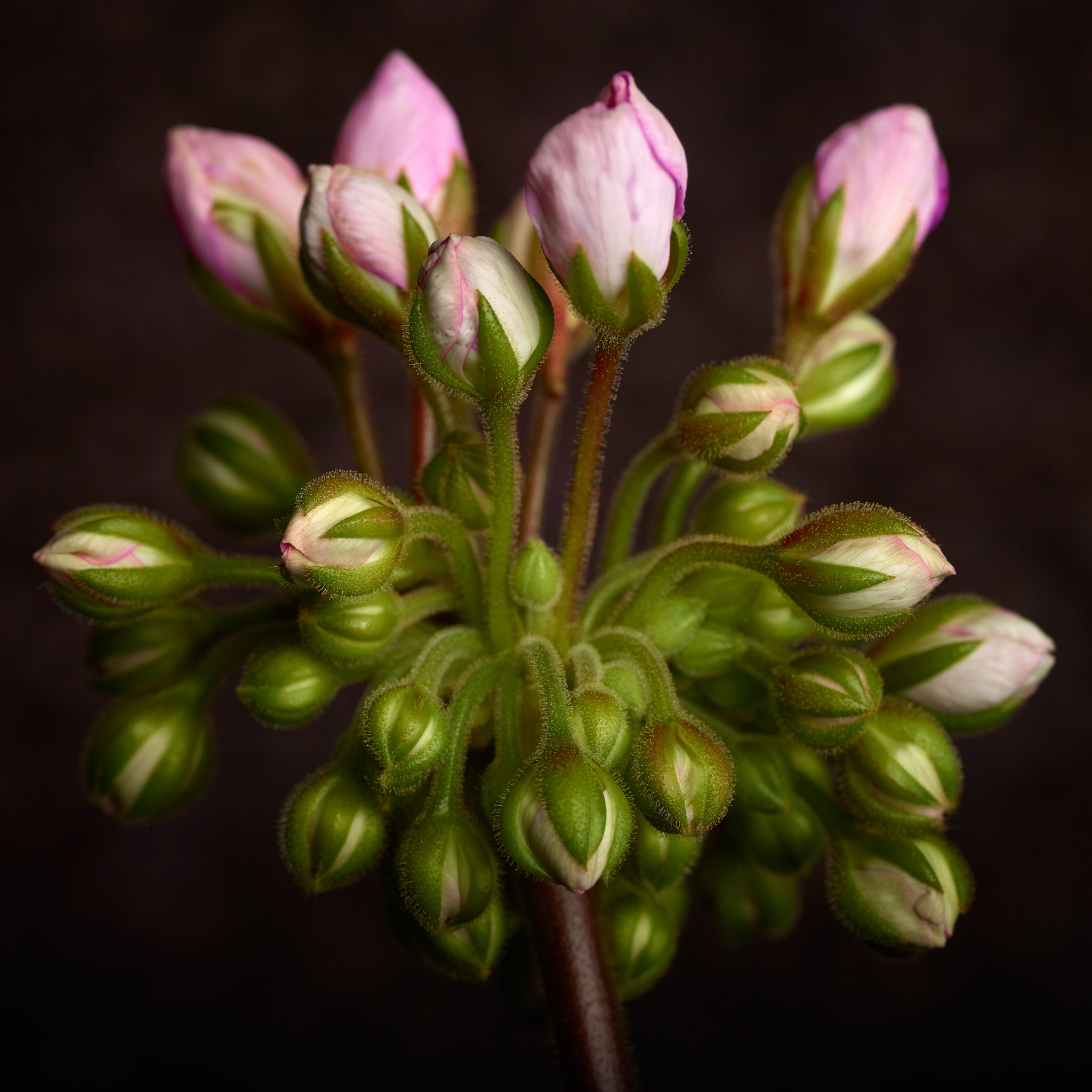 Phase One IQ160 sample photo. Geranium buds photography