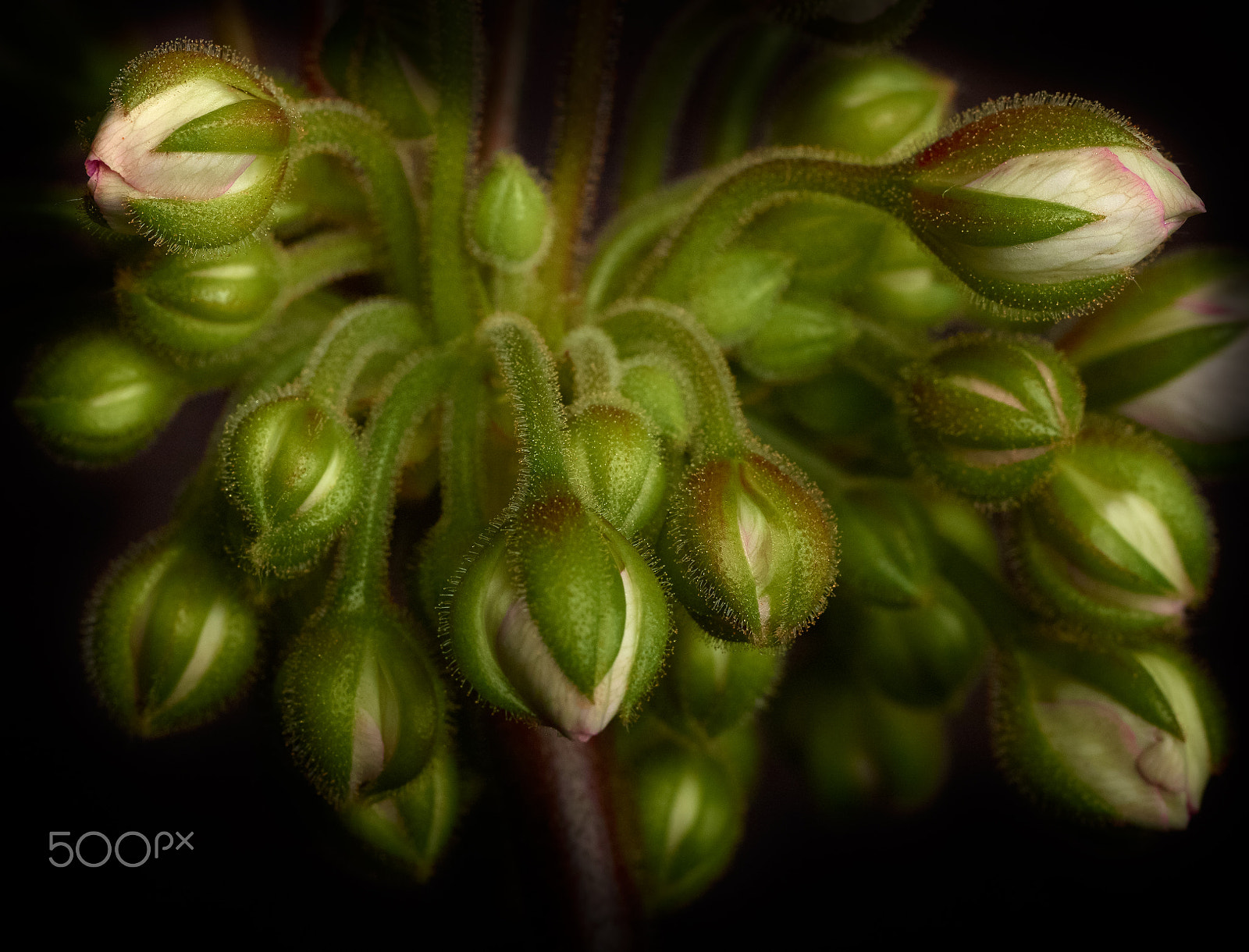Phase One IQ160 sample photo. Geranium buds detail photography