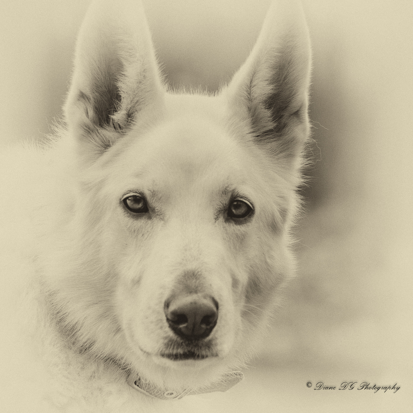 Panasonic Lumix DMC-GH4 sample photo. White shepherd photography