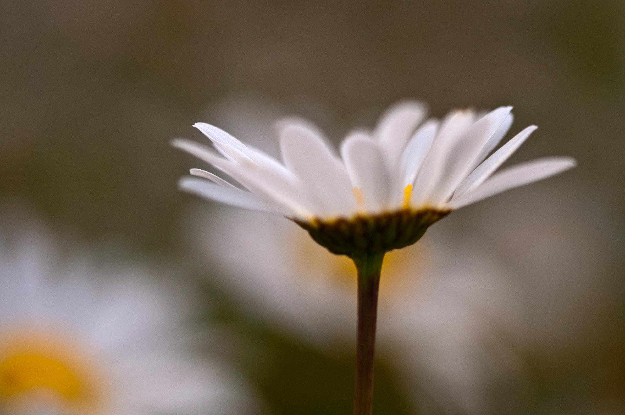 Sigma 105mm F2.8 EX DG OS HSM sample photo. Daisys photography