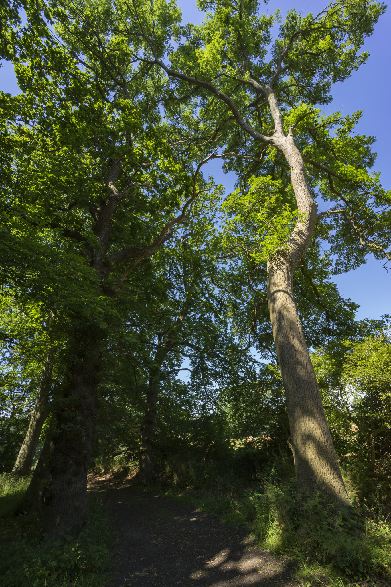 Voigtlander SUPER WIDE-HELIAR 15mm F4.5 III sample photo. Path between trees photography