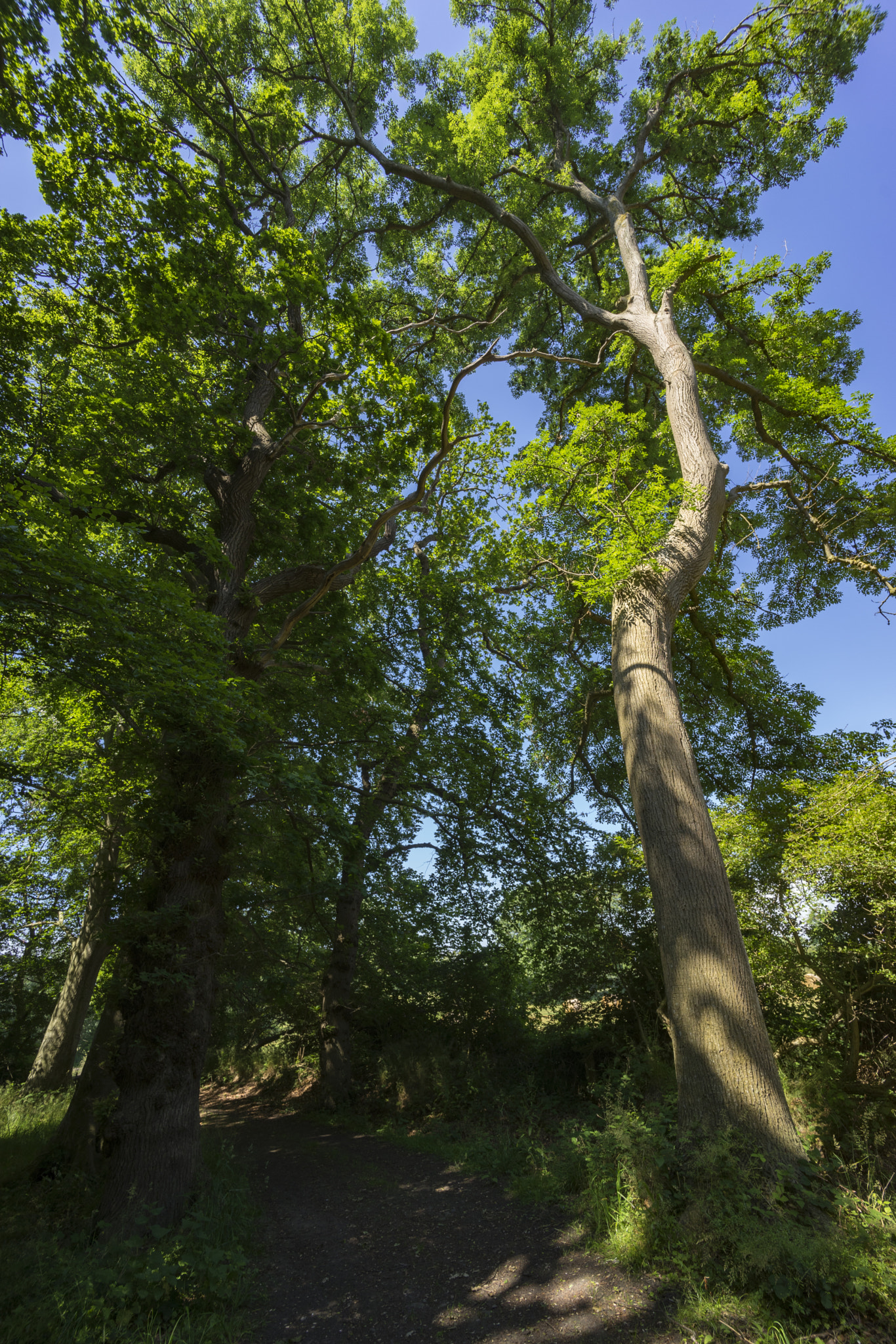 Sony a7 + Voigtlander SUPER WIDE-HELIAR 15mm F4.5 III sample photo. Path between trees photography