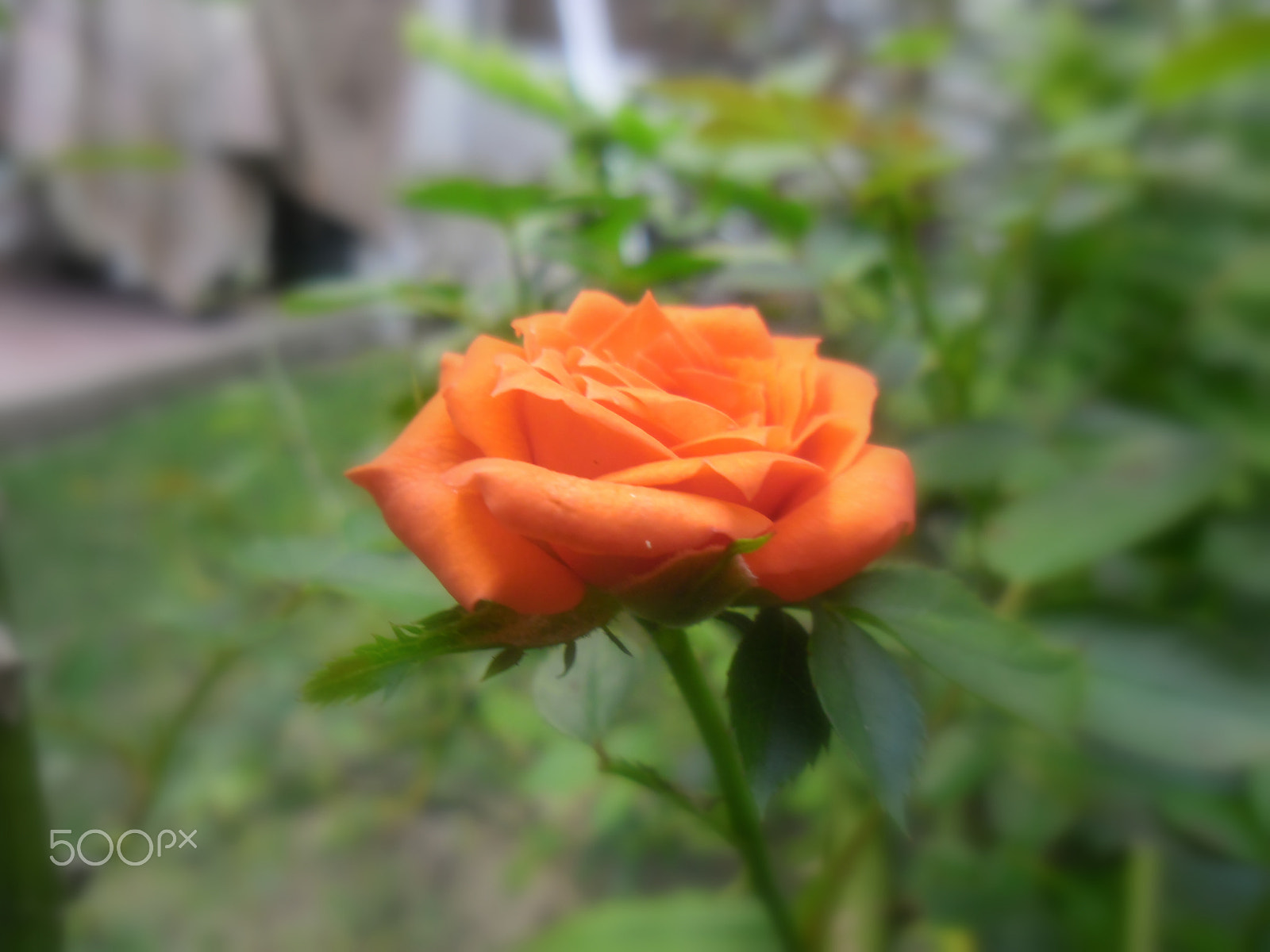 Samsung ES80/ ES81 sample photo. Rosa photography