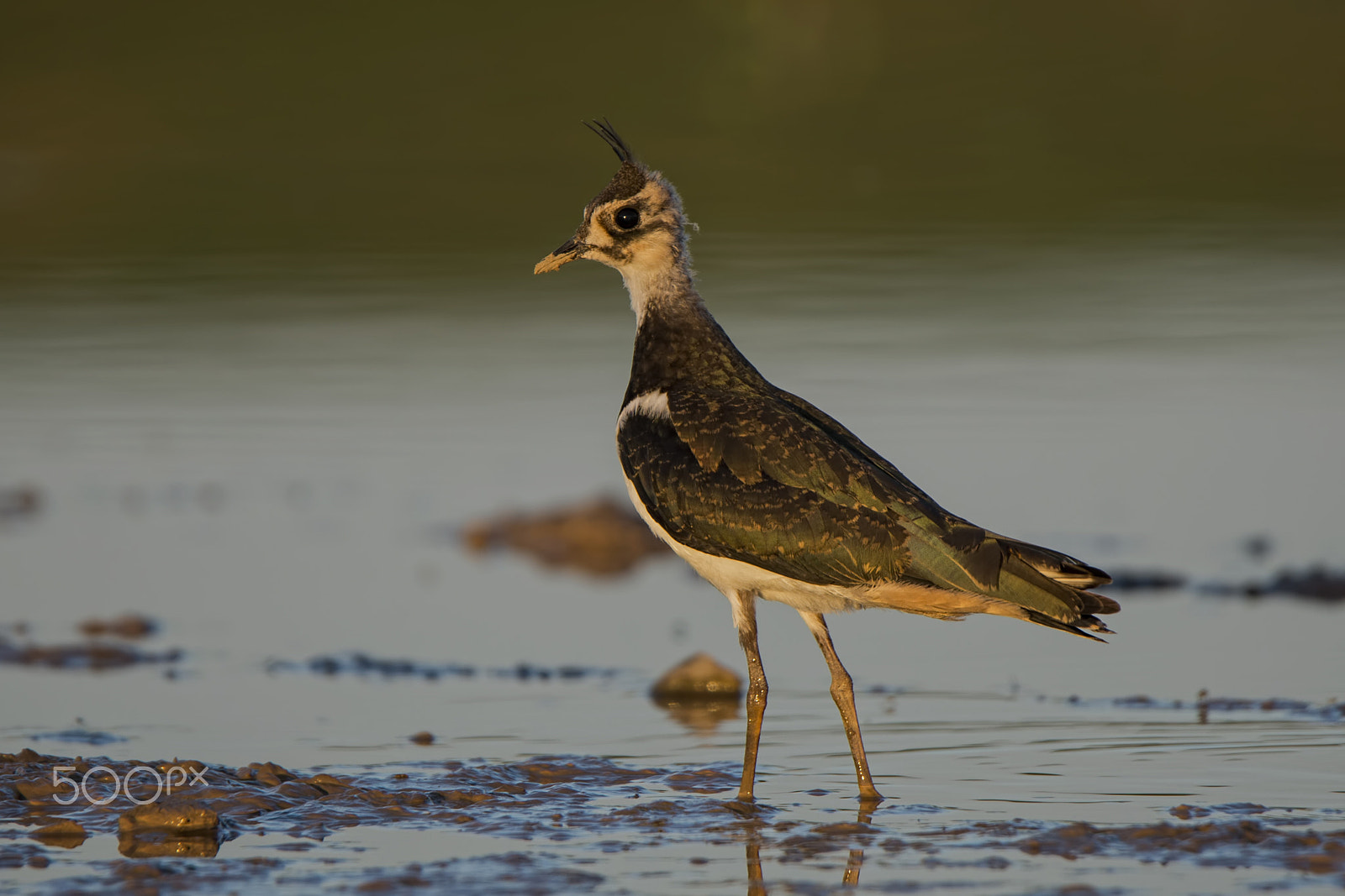 Nikon D600 sample photo. Vanellus vanellus - a lapwing photography