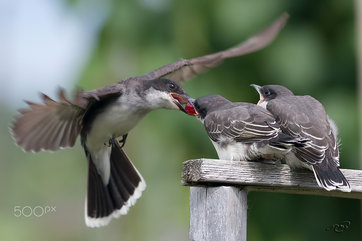 Canon EOS 40D + Canon EF 400mm F5.6L USM sample photo. Eastern kingbird photography