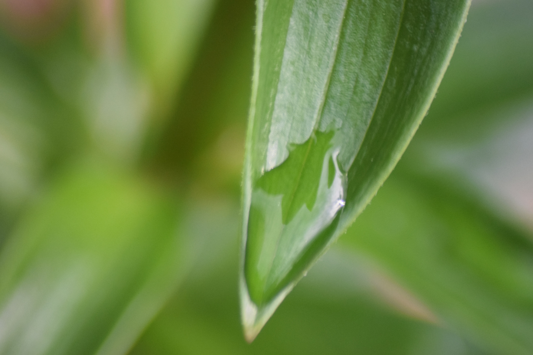 Nikon D3300 + Sigma 70-300mm F4-5.6 APO Macro Super II sample photo. Dsc_0106.jpg photography