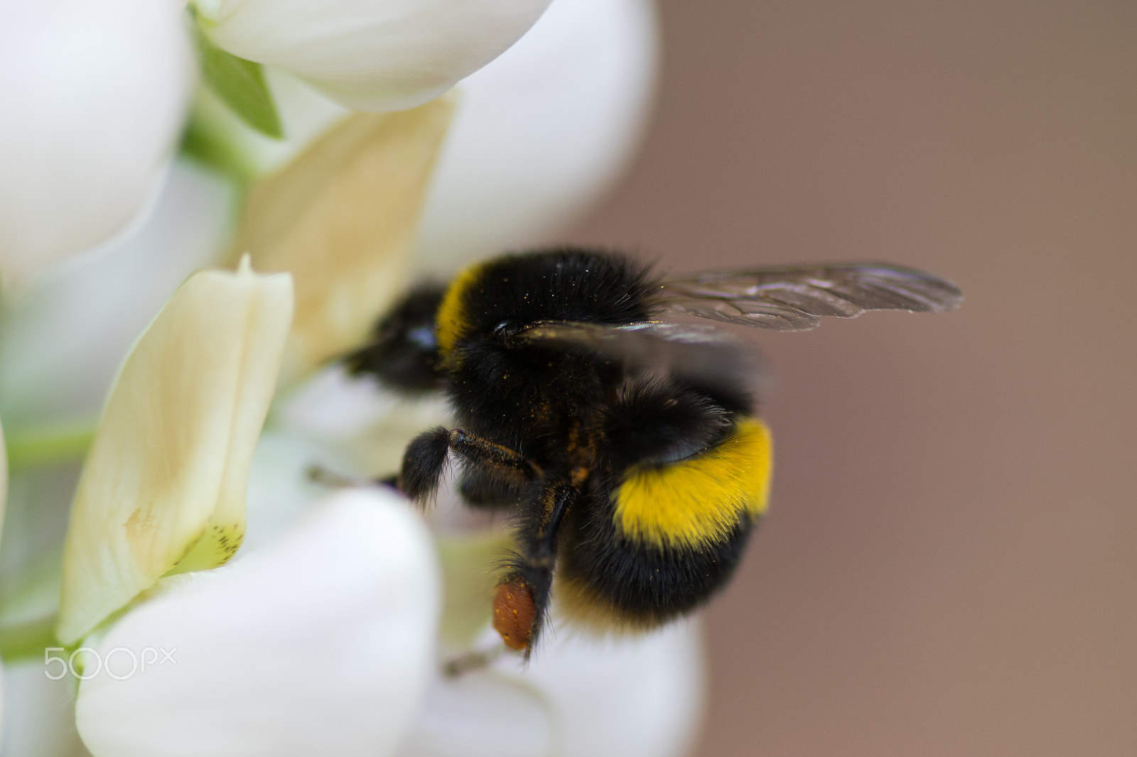 Canon EOS 7D Mark II + Tamron SP AF 90mm F2.8 Di Macro sample photo. Bee on a white lupin photography