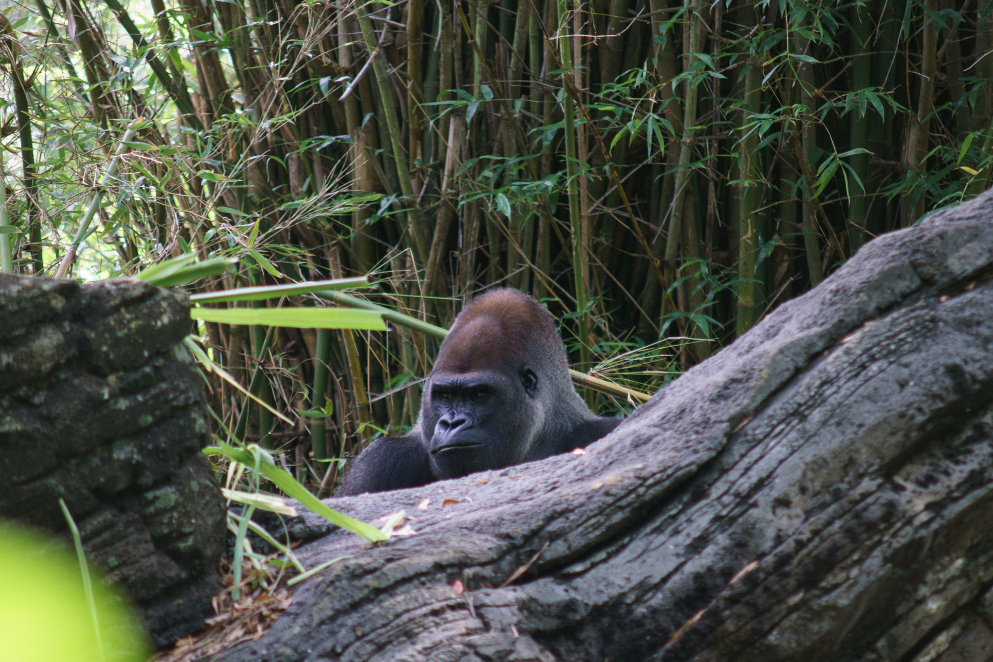 50-150mm F2.8 sample photo. Gorilla photography