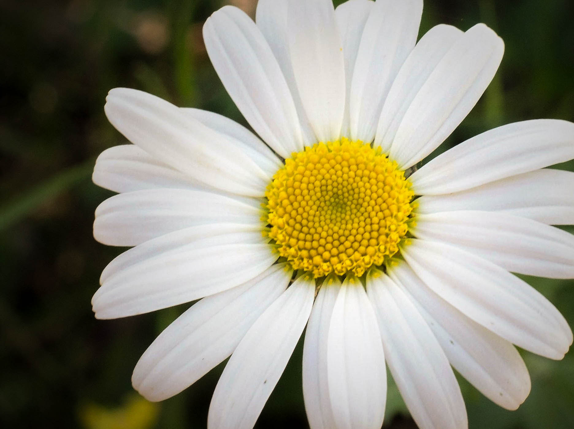 Canon EF 50mm F1.4 USM sample photo. Oxeye daisy photography