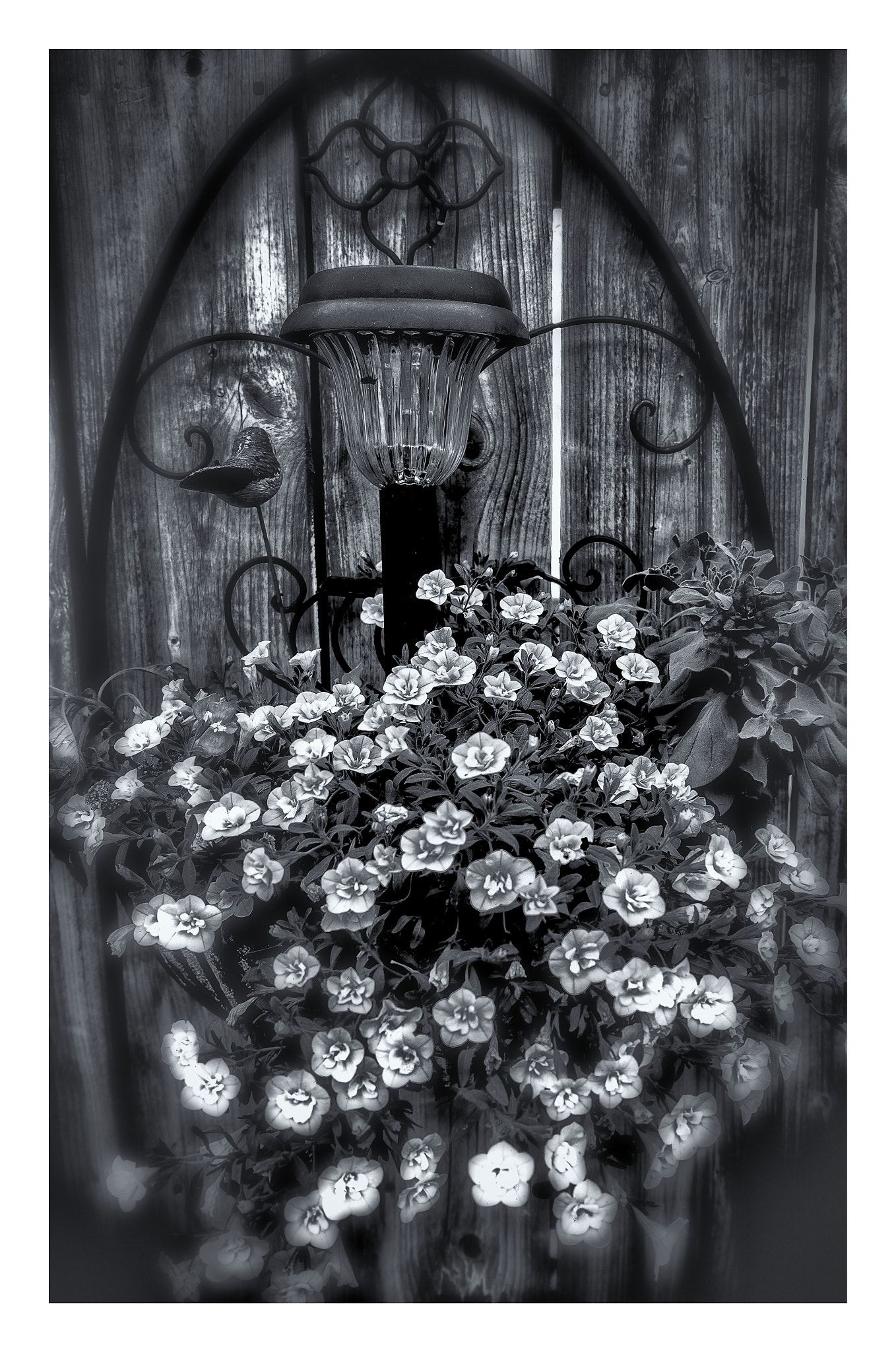 Fujifilm XC 16-50mm F3.5-5.6 OIS sample photo. D.flowers photography