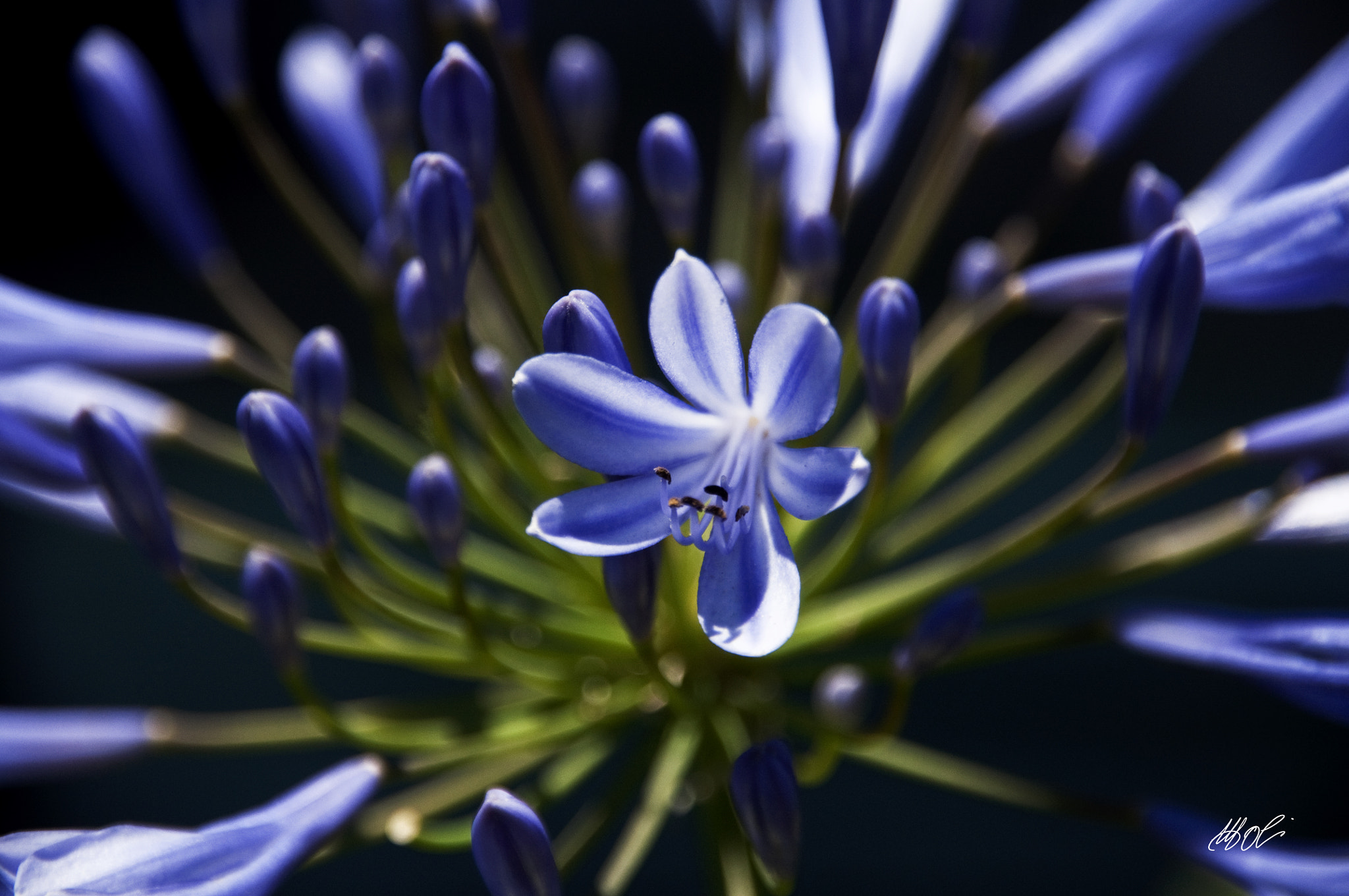 Nikon D90 + Sigma 18-200mm F3.5-6.3 DC sample photo. Blu perfume photography