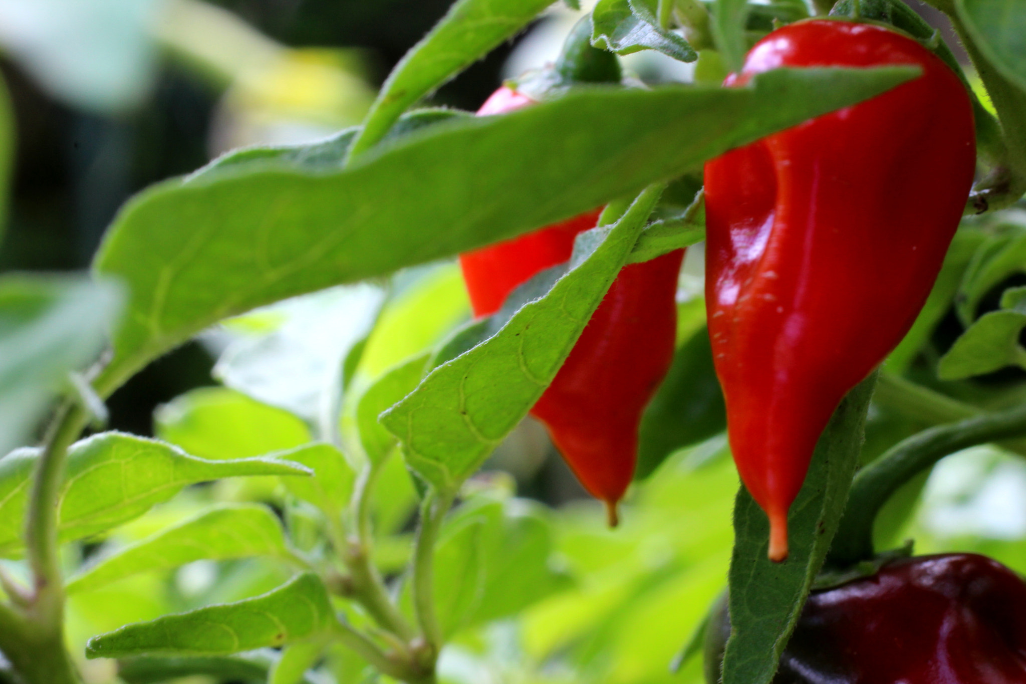 Canon EF 50mm F2.5 Macro sample photo. Pimenta no pé photography