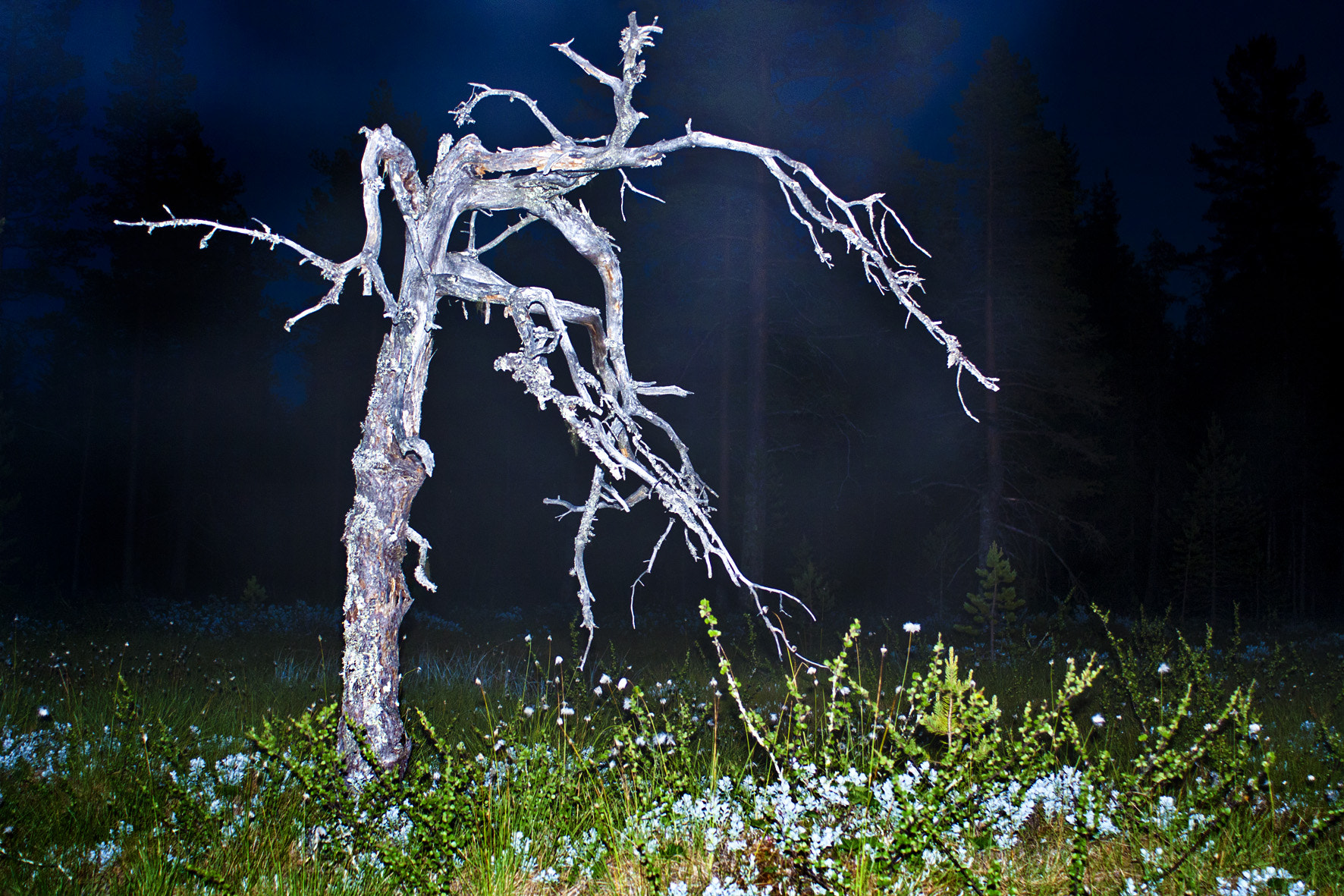 Canon EF 28-80mm f/3.5-5.6 USM IV sample photo. Branches photography