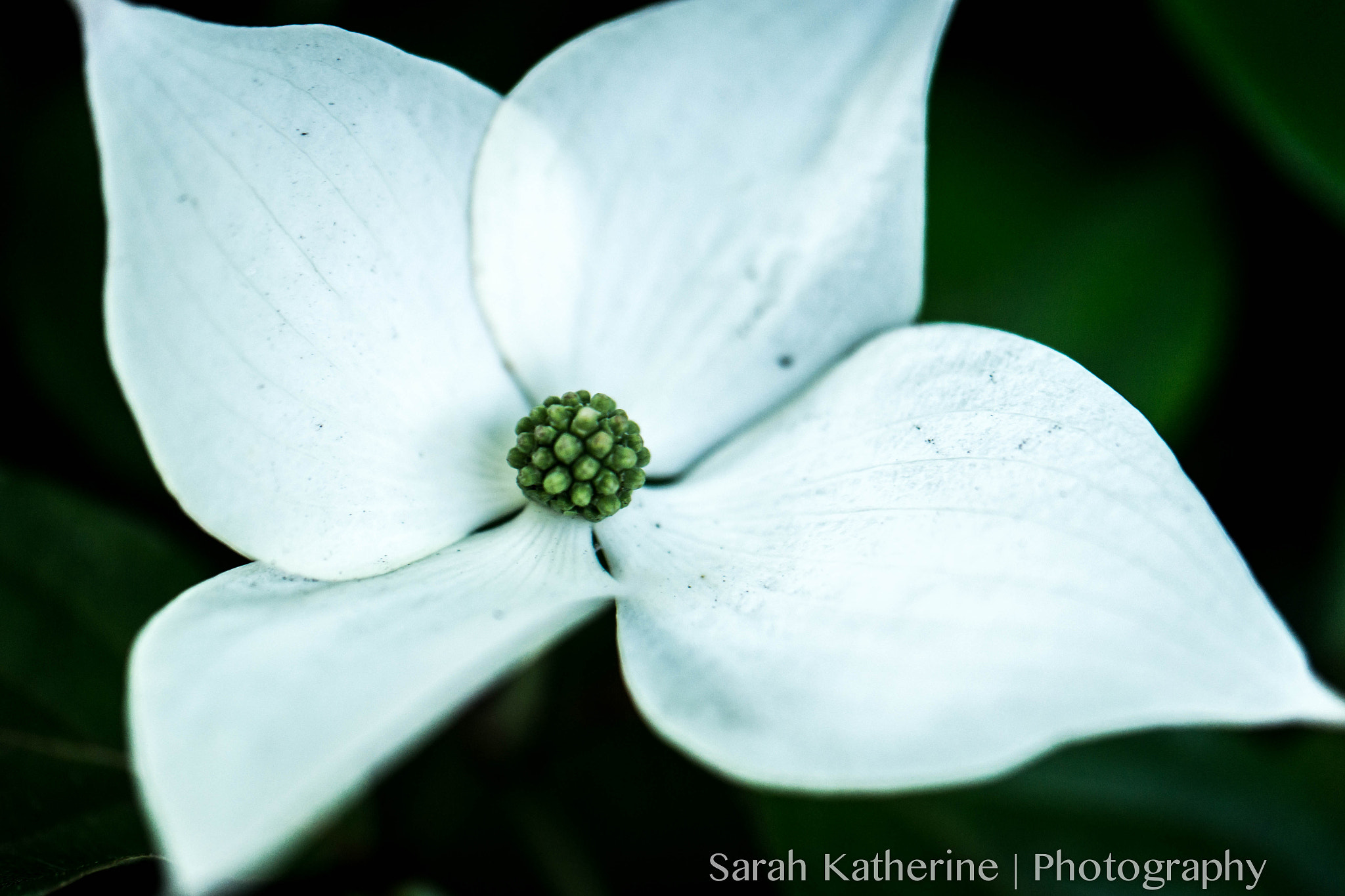 Samsung NX300 + Samsung NX 60mm F2.8 Macro ED OIS SSA sample photo