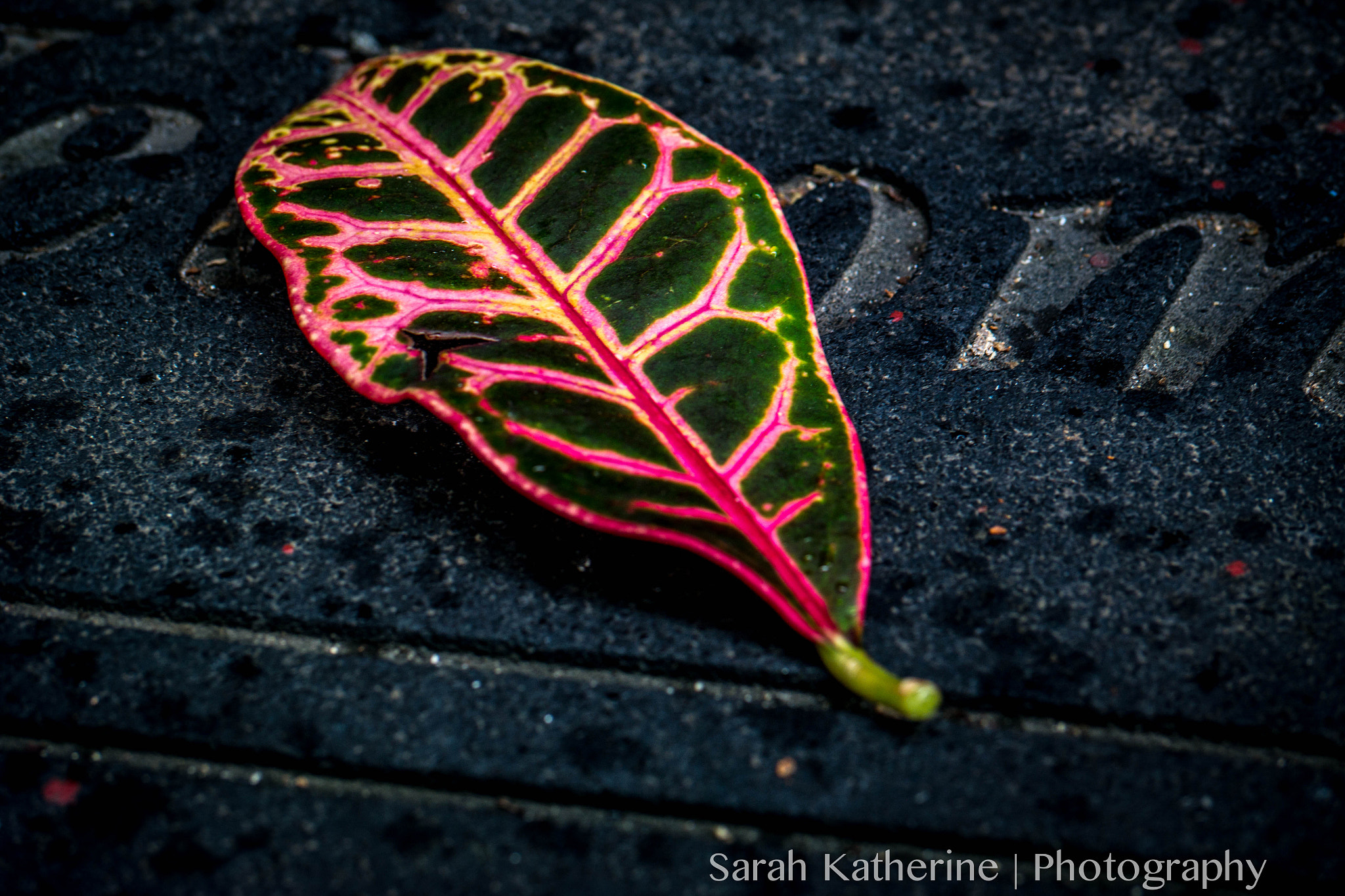 Samsung NX 60mm F2.8 Macro ED OIS SSA sample photo