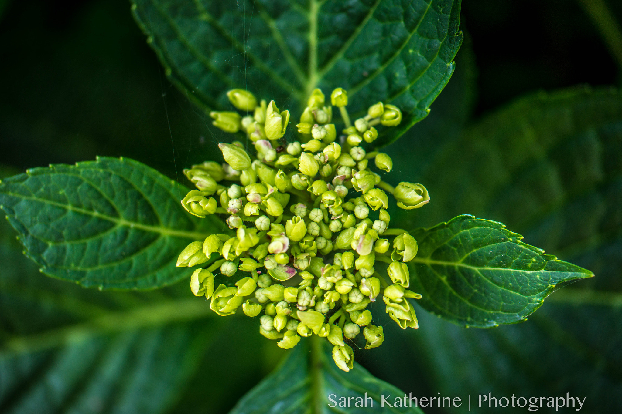 Samsung NX300 + Samsung NX 60mm F2.8 Macro ED OIS SSA sample photo