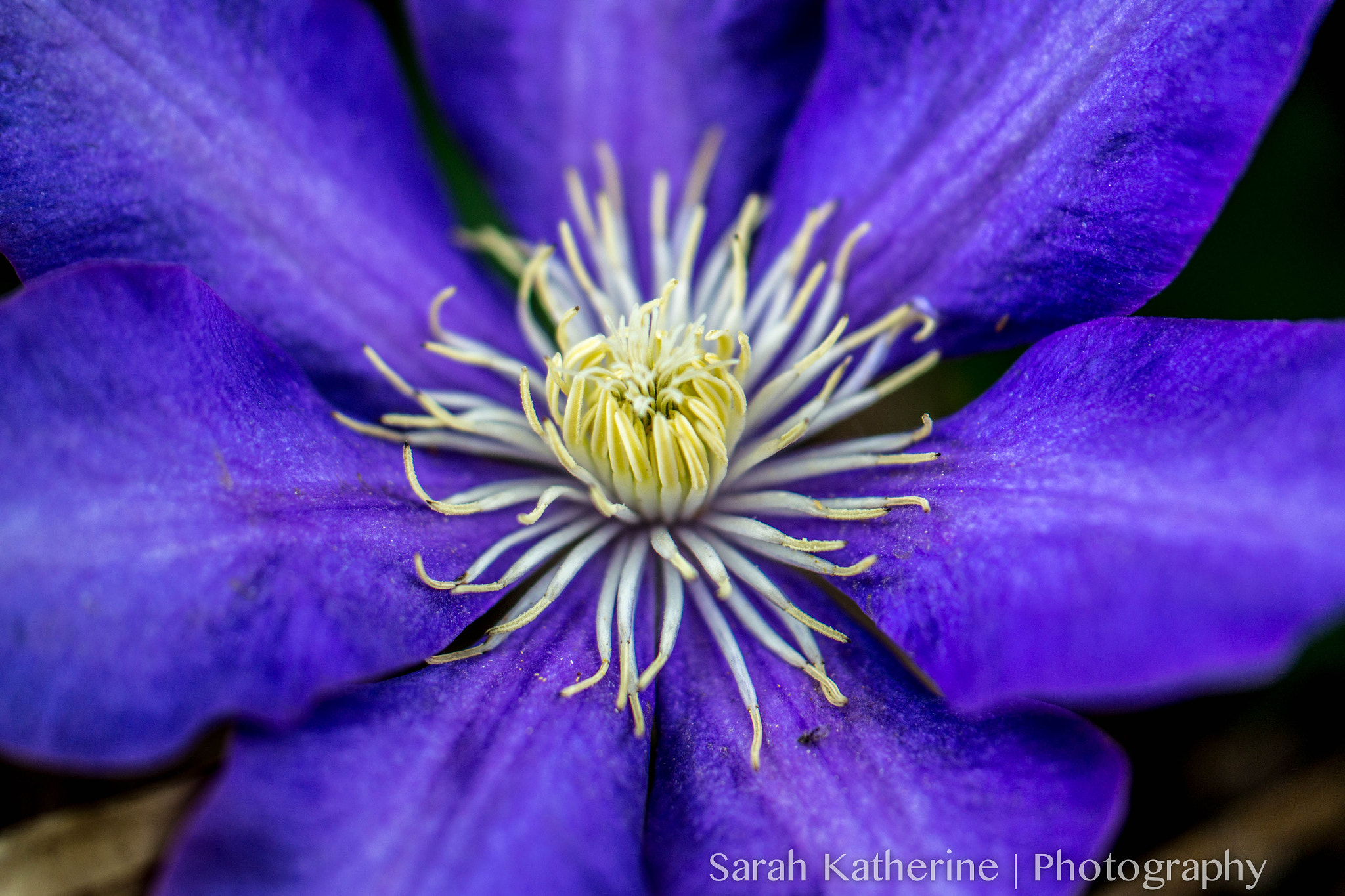 Samsung NX300 + Samsung NX 60mm F2.8 Macro ED OIS SSA sample photo