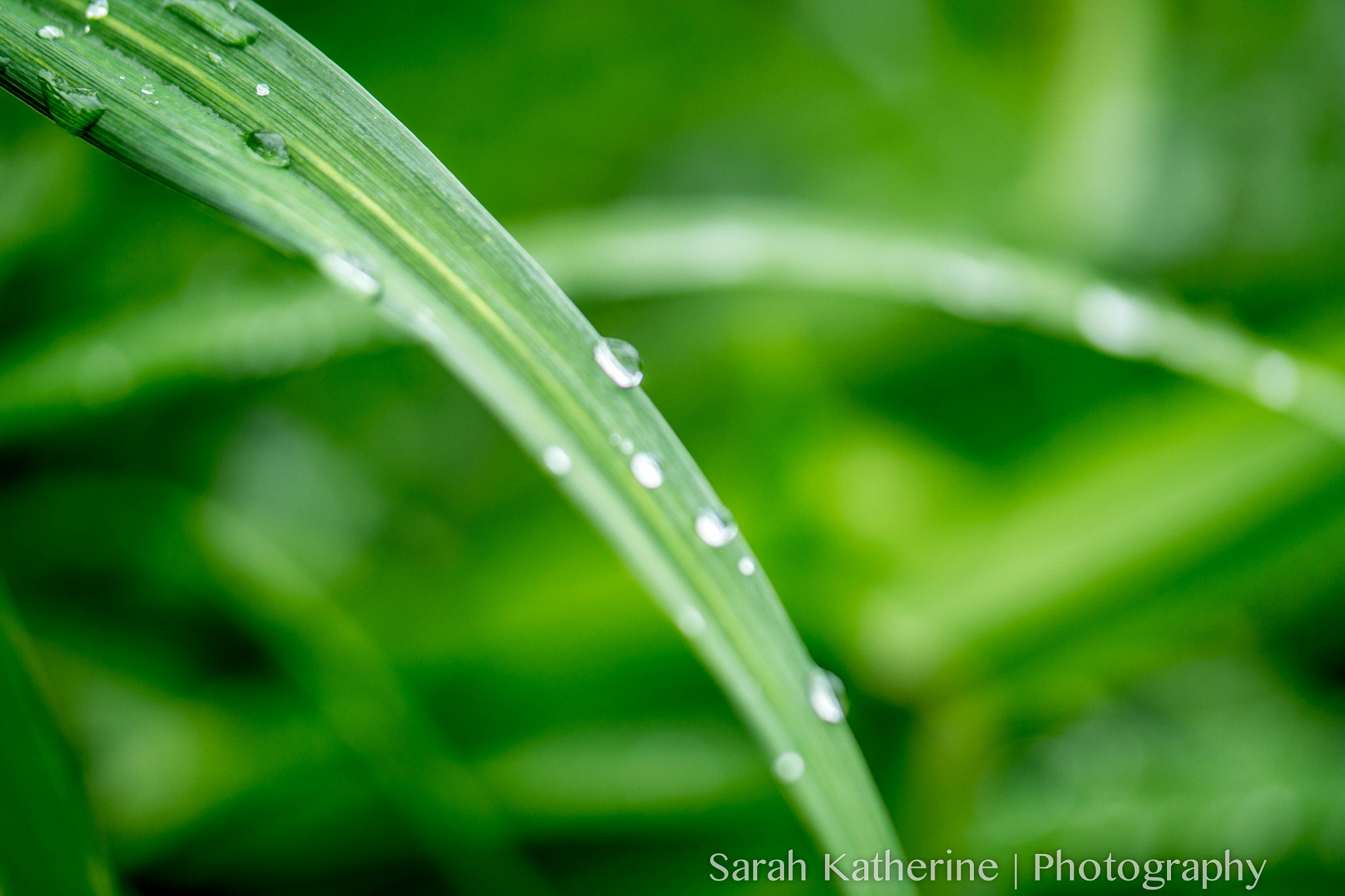 Samsung NX 60mm F2.8 Macro ED OIS SSA sample photo. Macro photography photography