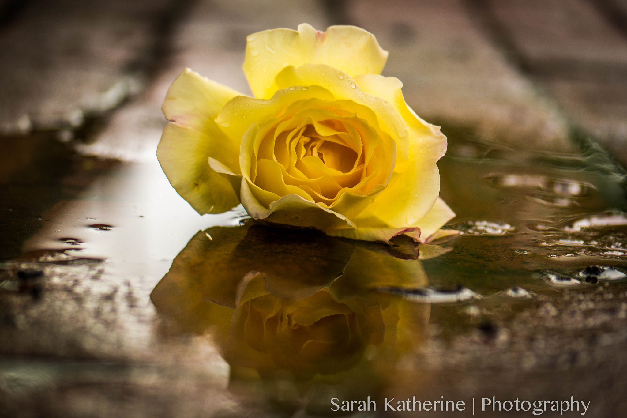 Samsung NX300 + Samsung NX 60mm F2.8 Macro ED OIS SSA sample photo