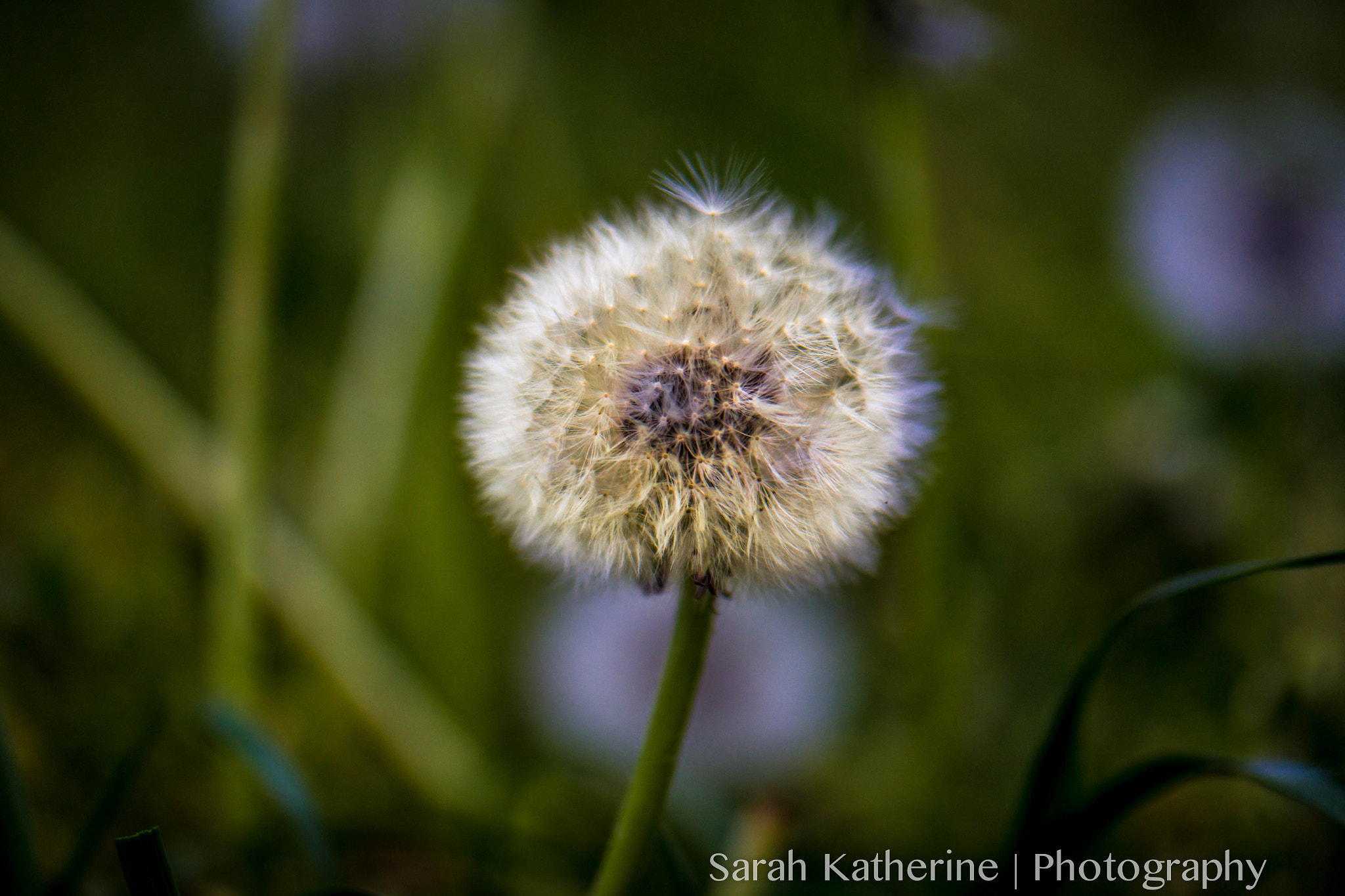 Samsung NX300 + Samsung NX 60mm F2.8 Macro ED OIS SSA sample photo