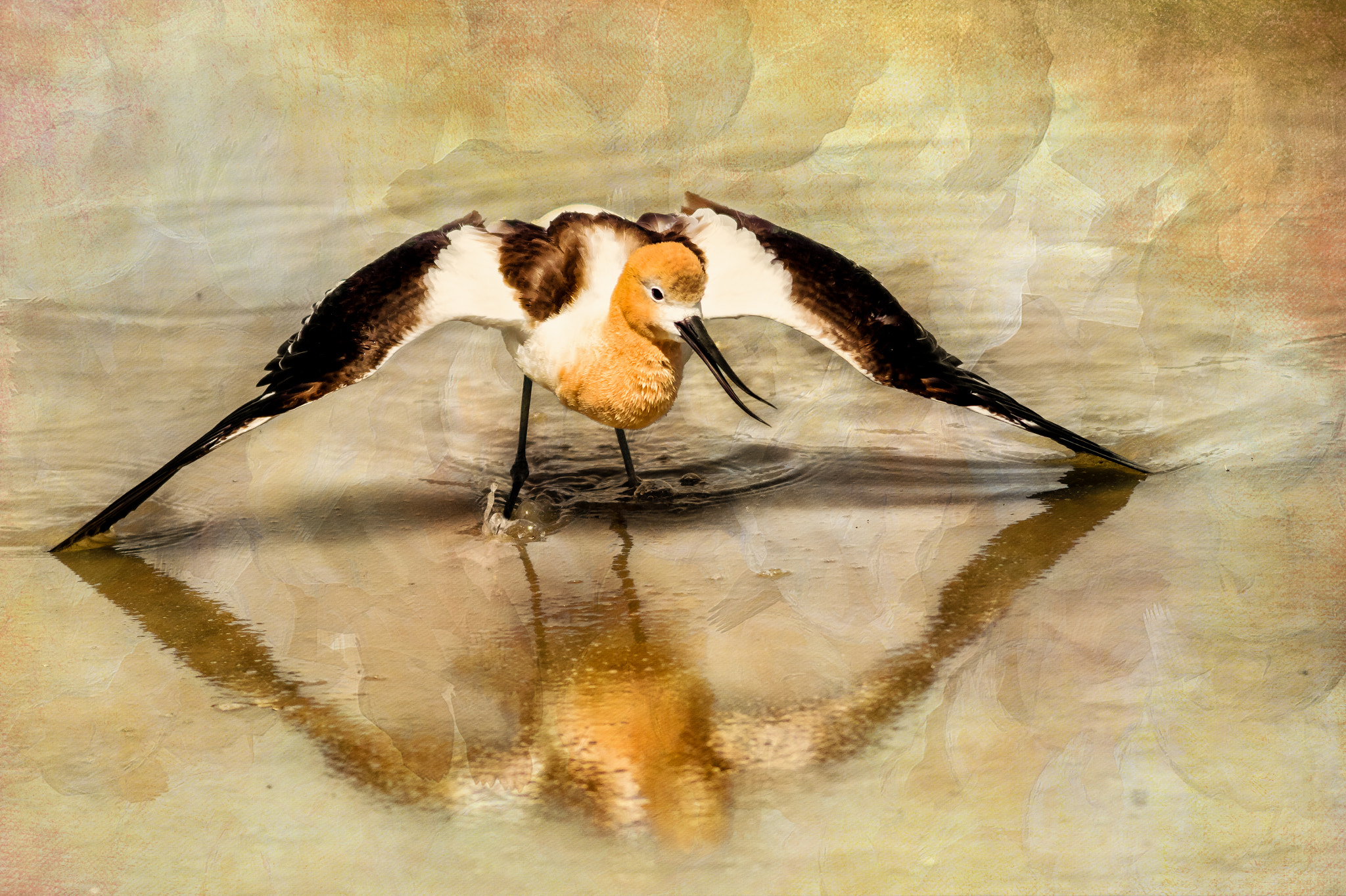 Canon EOS 7D Mark II + Canon EF 400mm F5.6L USM sample photo. American avocet: territorial claim photography