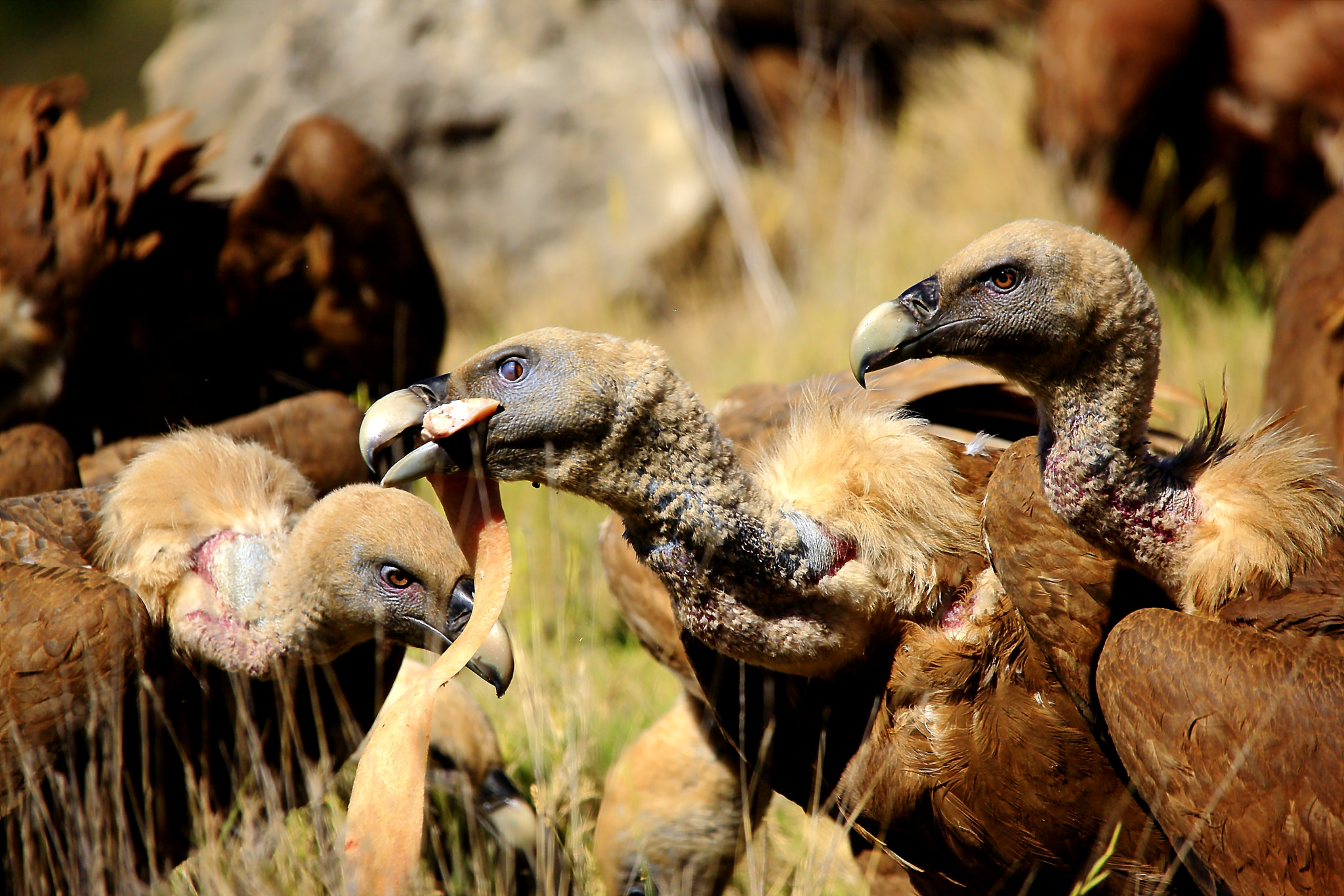 Sigma 150-500mm F5-6.3 DG OS HSM sample photo. Vulture photography