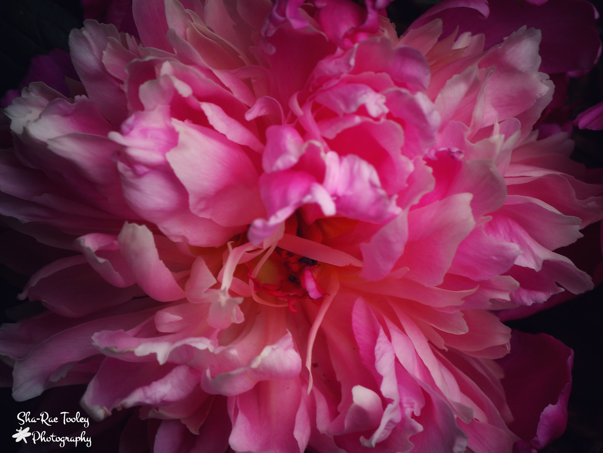 Canon EF 70-300mm F4-5.6 IS USM sample photo. Pink peony photography