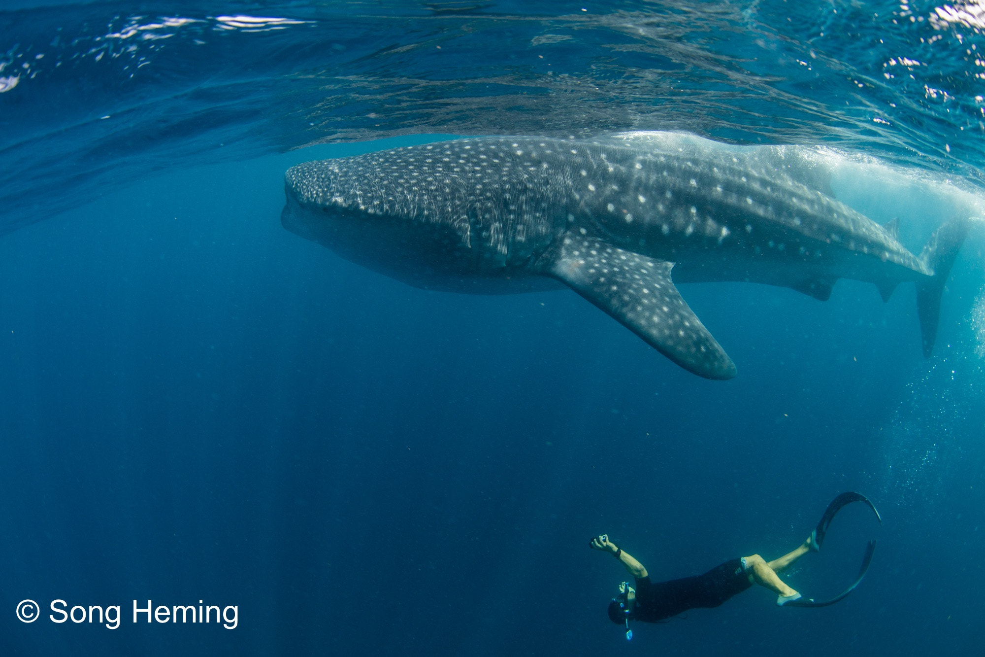 Canon EOS 5DS R + Canon EF 8-15mm F4L Fisheye USM sample photo. Swimming with whaleshark photography