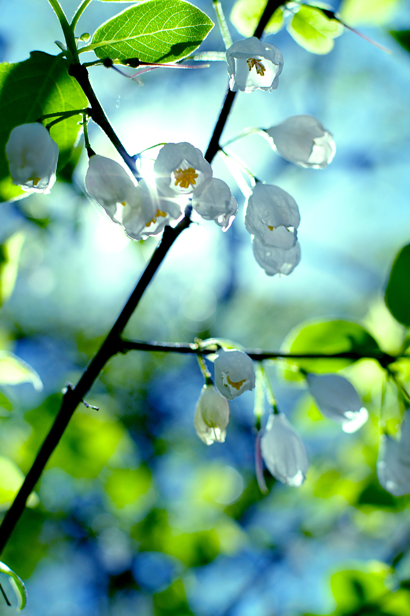 AF Zoom-Nikkor 28-80mm f/3.3-5.6G sample photo. Blinded by the light photography