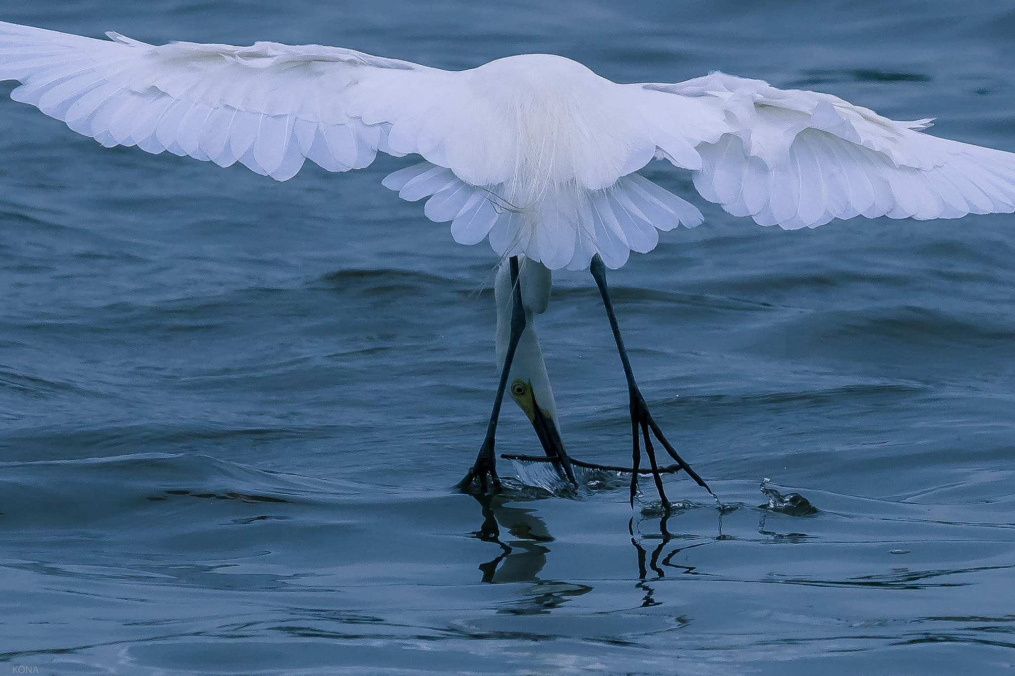 Nikon AF-S Nikkor 400mm F2.8G ED VR II sample photo. Sagi photography