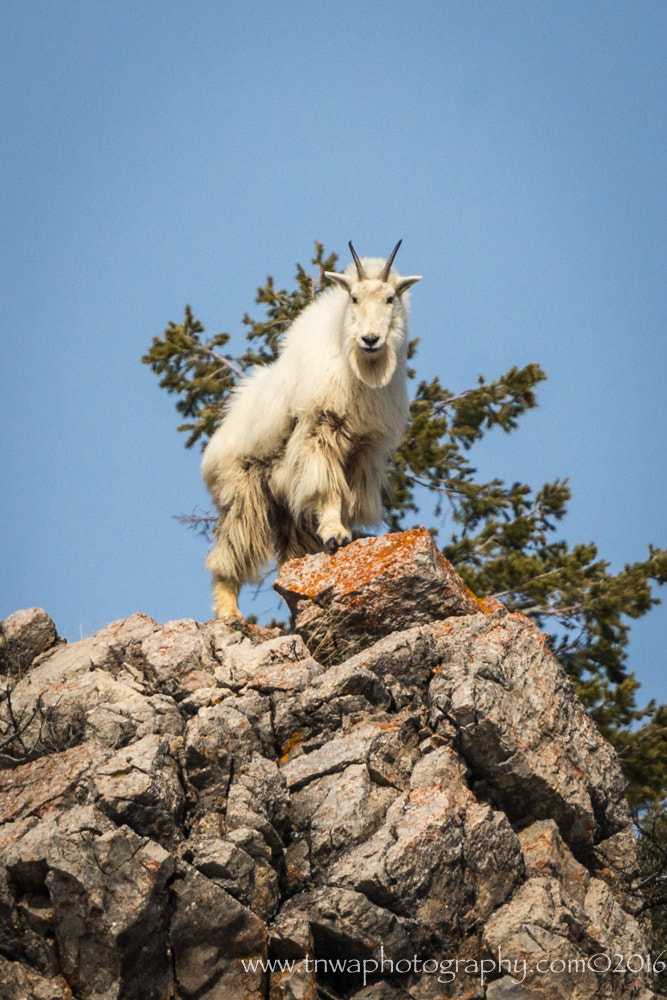 Nikon D800 + Nikon AF-S Nikkor 500mm F4G ED VR sample photo. King of the mountain photography