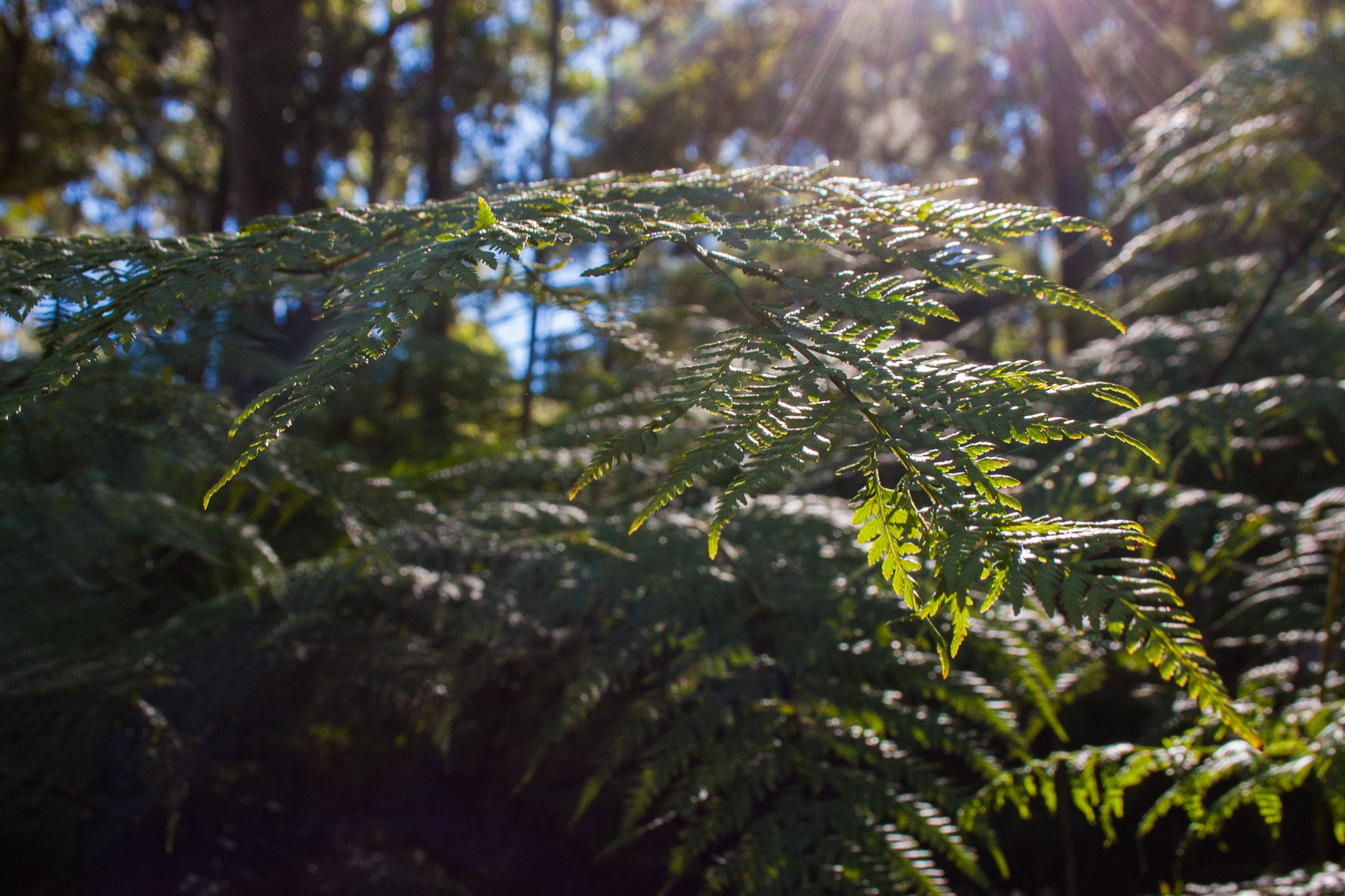 Canon EF-S 18-55mm F3.5-5.6 sample photo. Fern grove photography