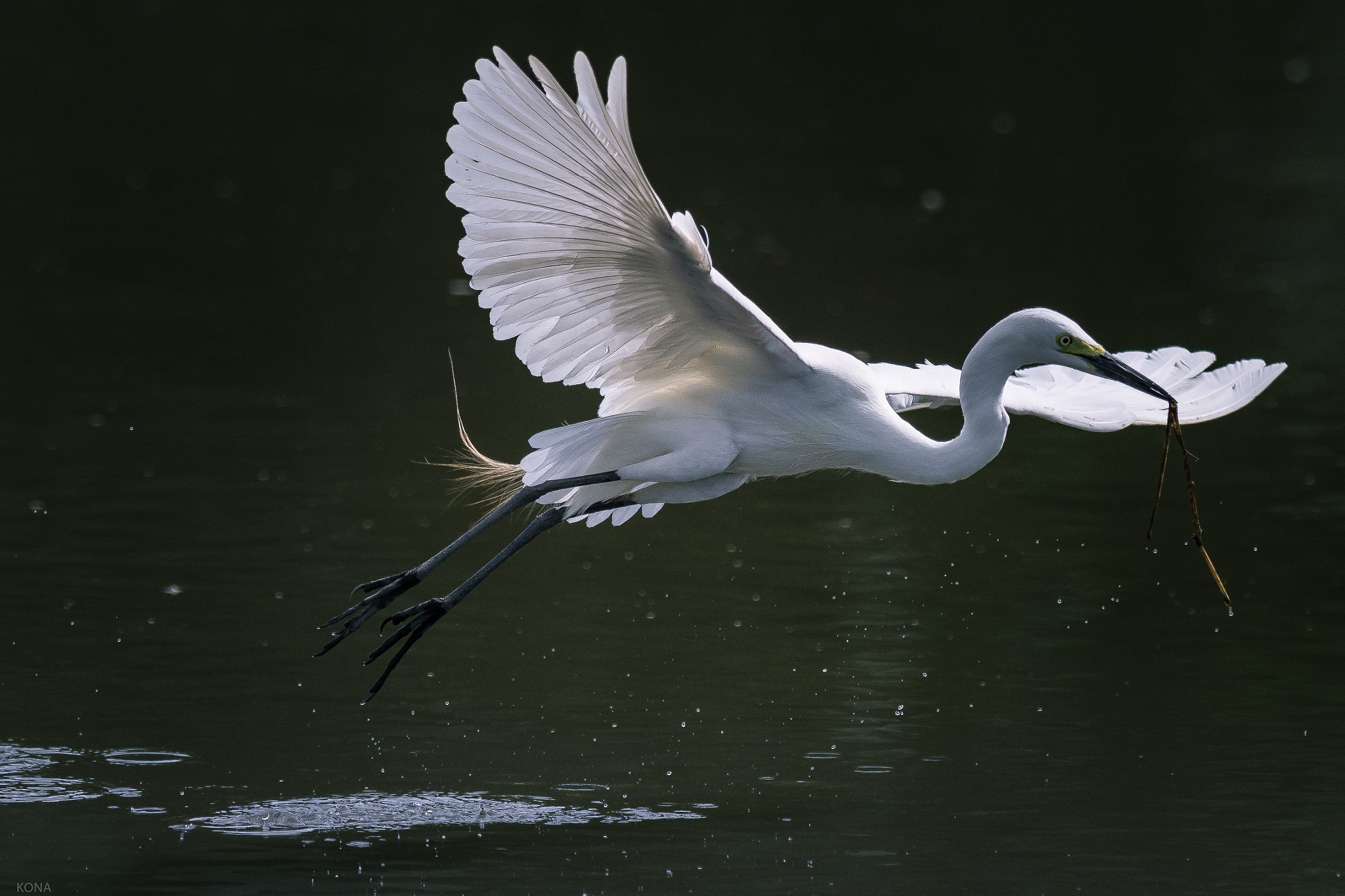 Nikon AF-S Nikkor 400mm F2.8G ED VR II sample photo. Sagi photography