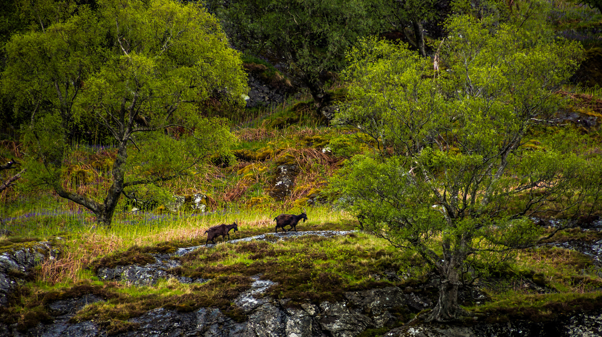 Canon EOS 100D (EOS Rebel SL1 / EOS Kiss X7) sample photo. Wild goats photography