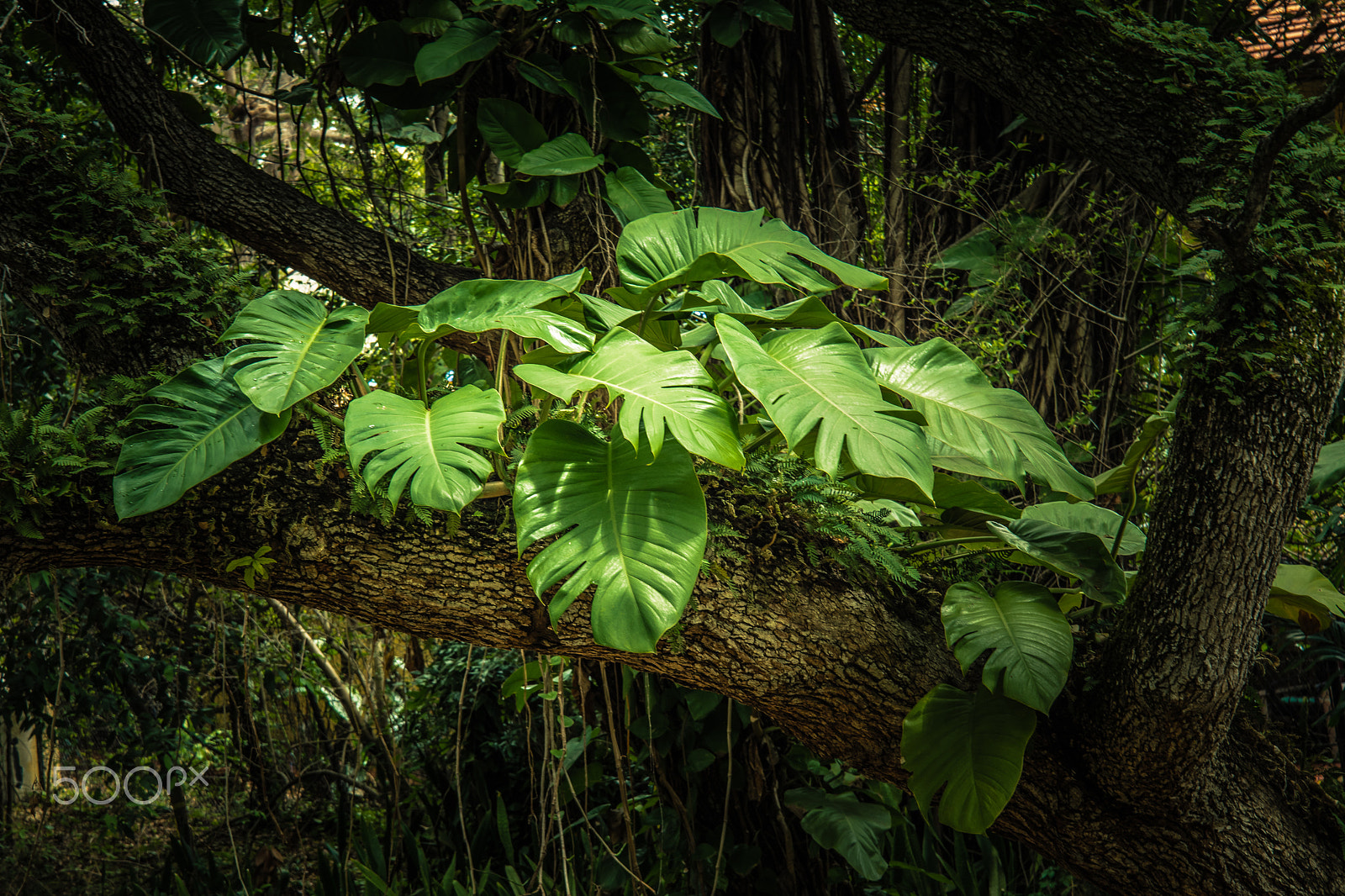 Nikon D7100 + Nikon AF-S Nikkor 24-85mm F3.5-4.5G ED VR sample photo. Tropical impressions photography