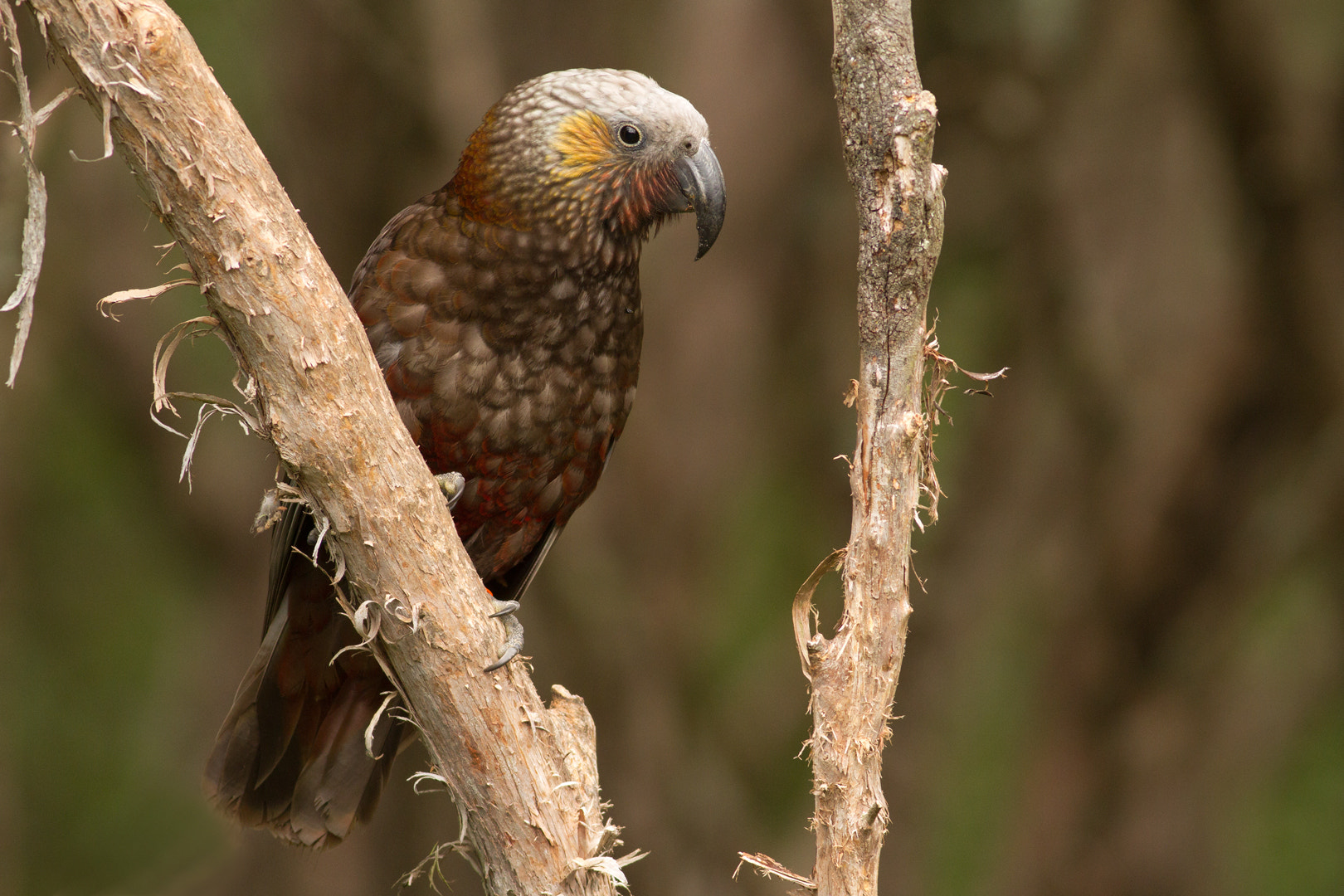 Canon EOS 7D + Canon EF 400mm F5.6L USM sample photo. Kaka on manuka (3) photography