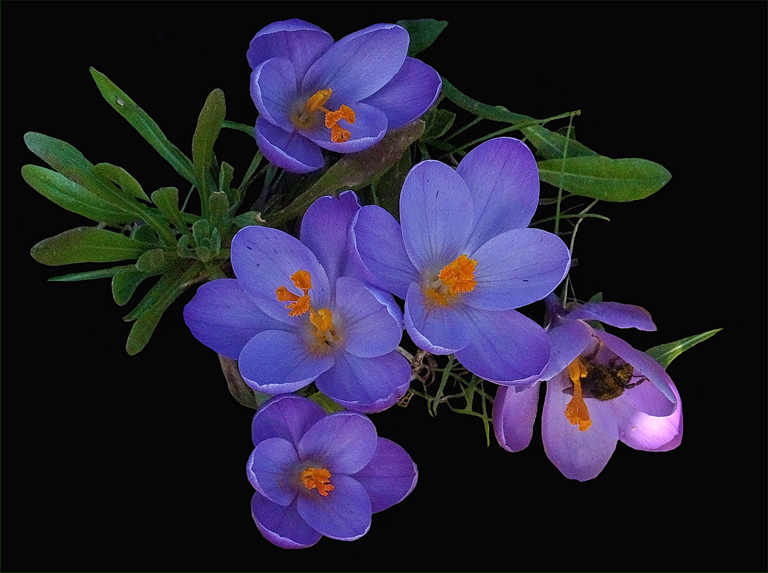 Ricoh CX5 sample photo. Crocus photography