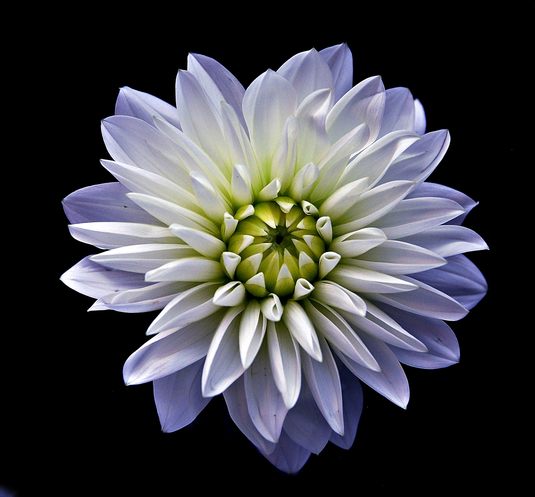 Nikon D40X sample photo. White dalhia photography