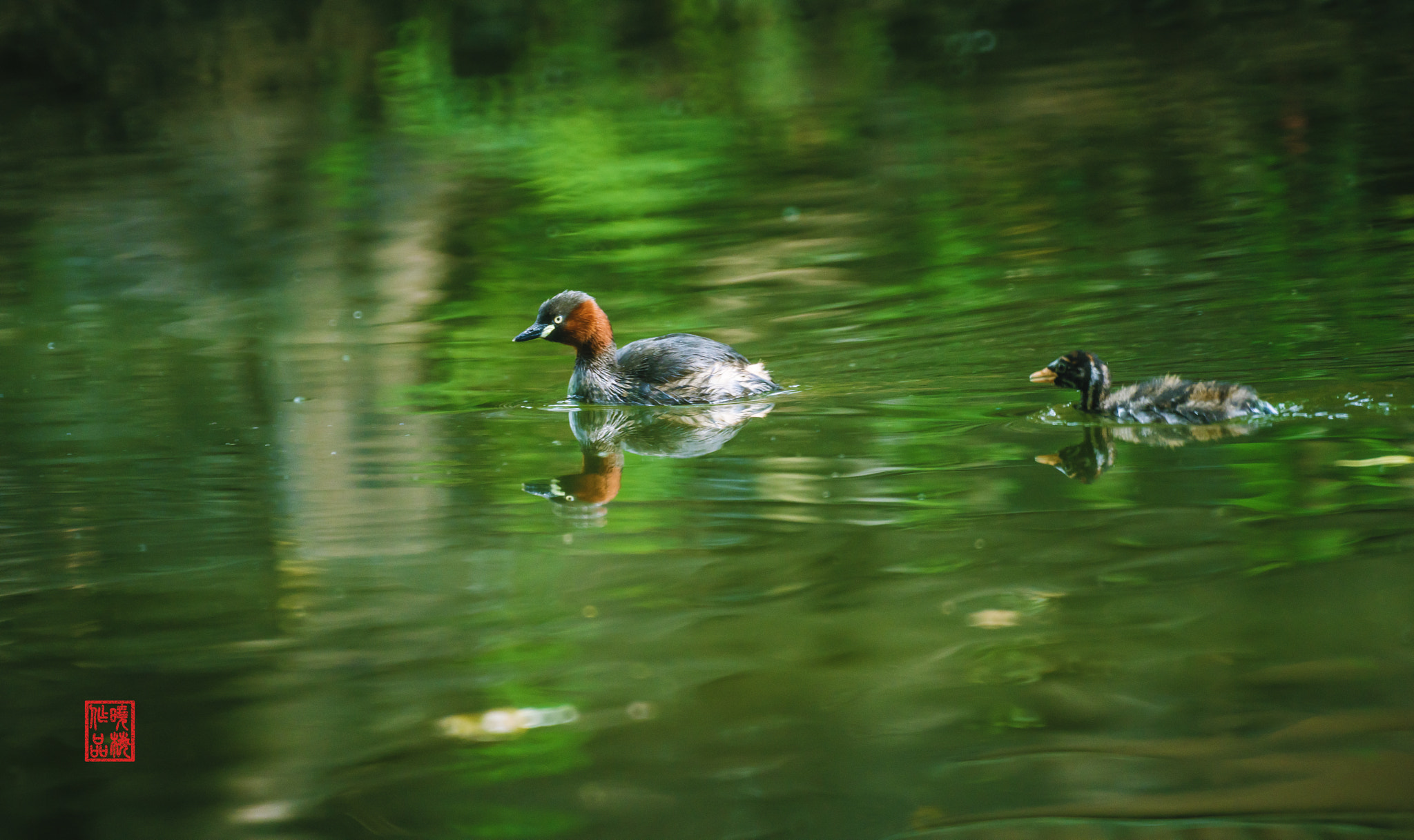 Sony a7R II + Sony 500mm F8 Reflex sample photo. 母子情深 photography