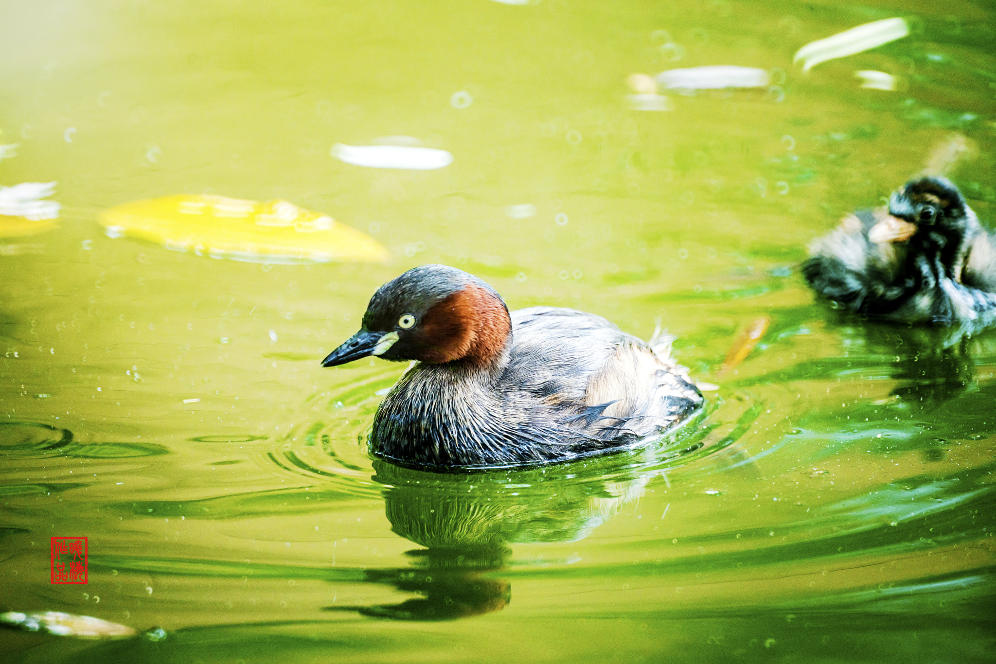 Sony a7R II + Sony 500mm F8 Reflex sample photo. 母子情深 photography