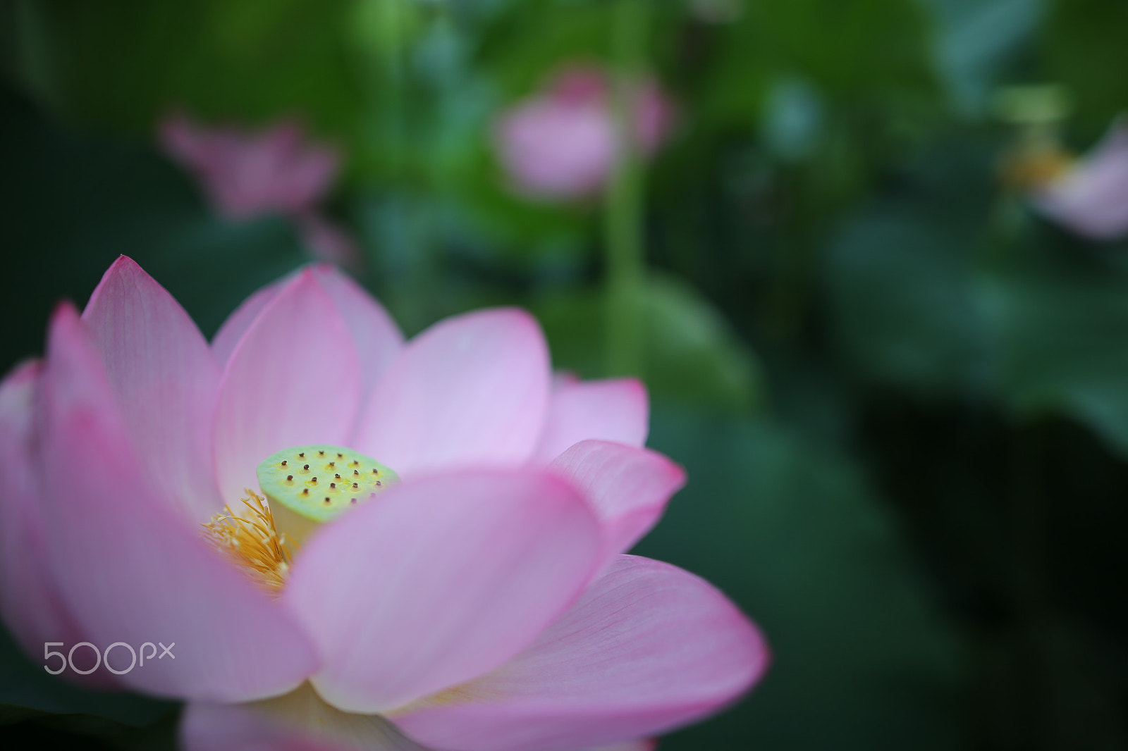 Sigma 24mm F1.4 DG HSM Art sample photo. Lotus photography