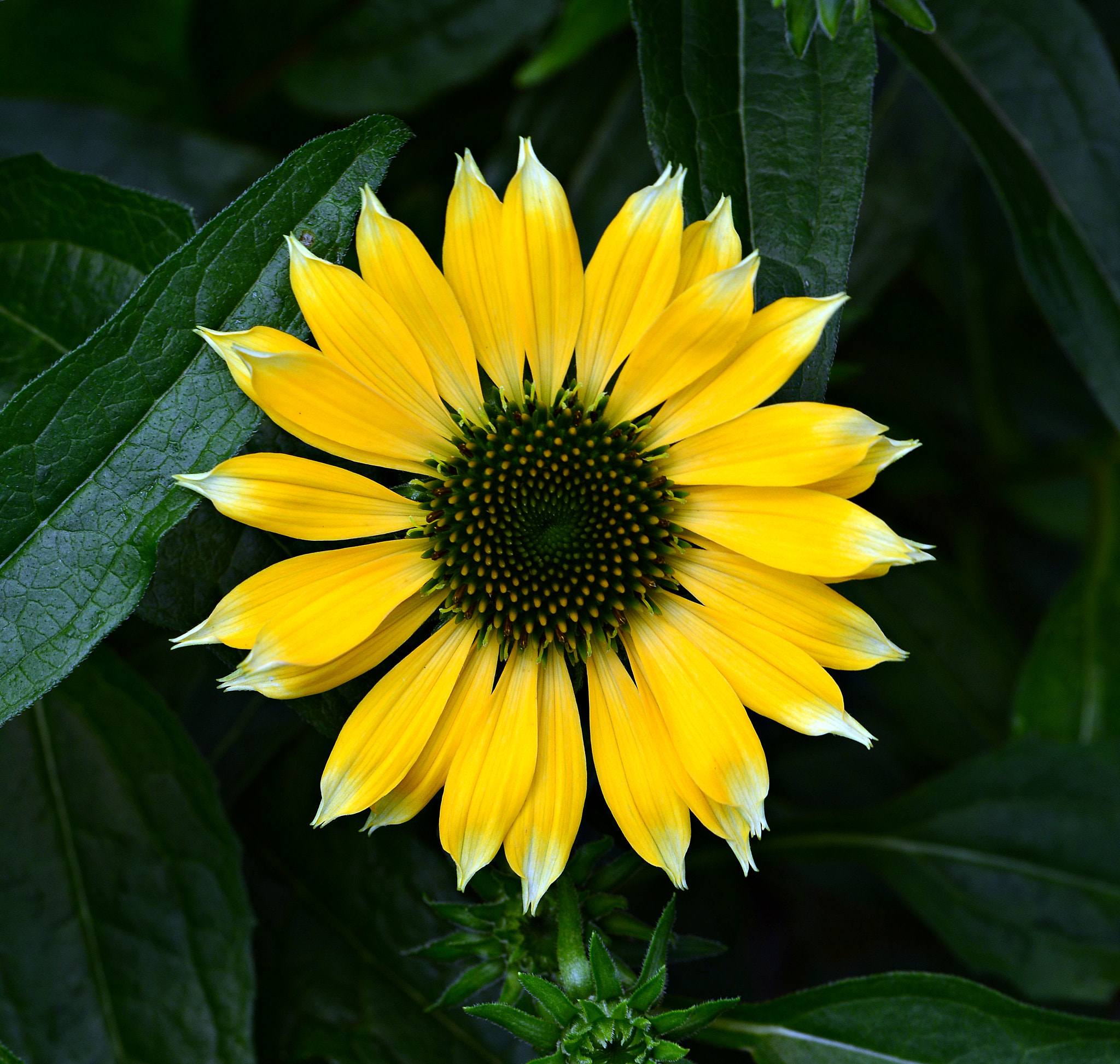 Tamron SP 70-200mm F2.8 Di VC USD sample photo. Yellow cone daisy photography