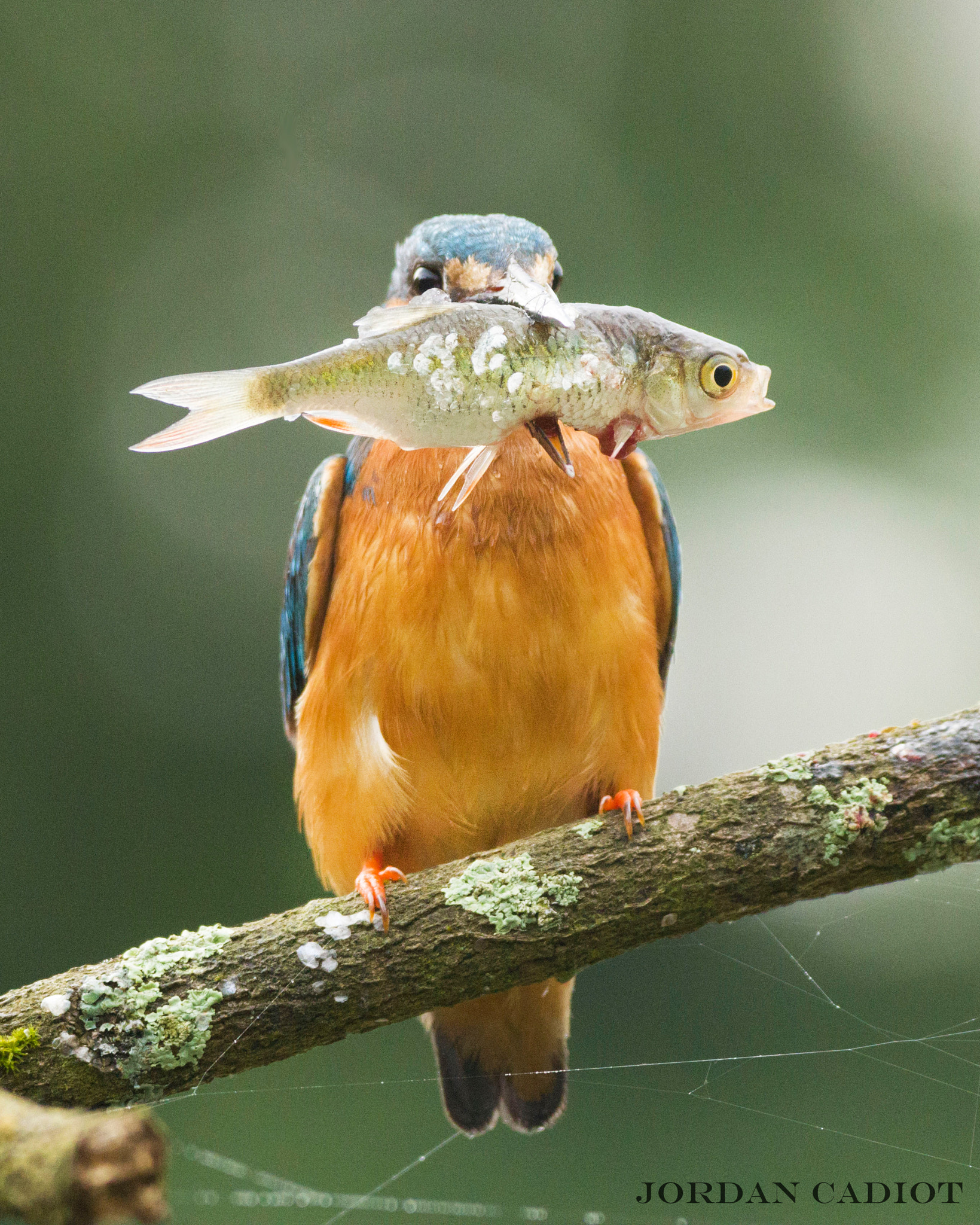 150-600mm F5-6.3 DG OS HSM | Contemporary 015 sample photo. Kingfisher photography