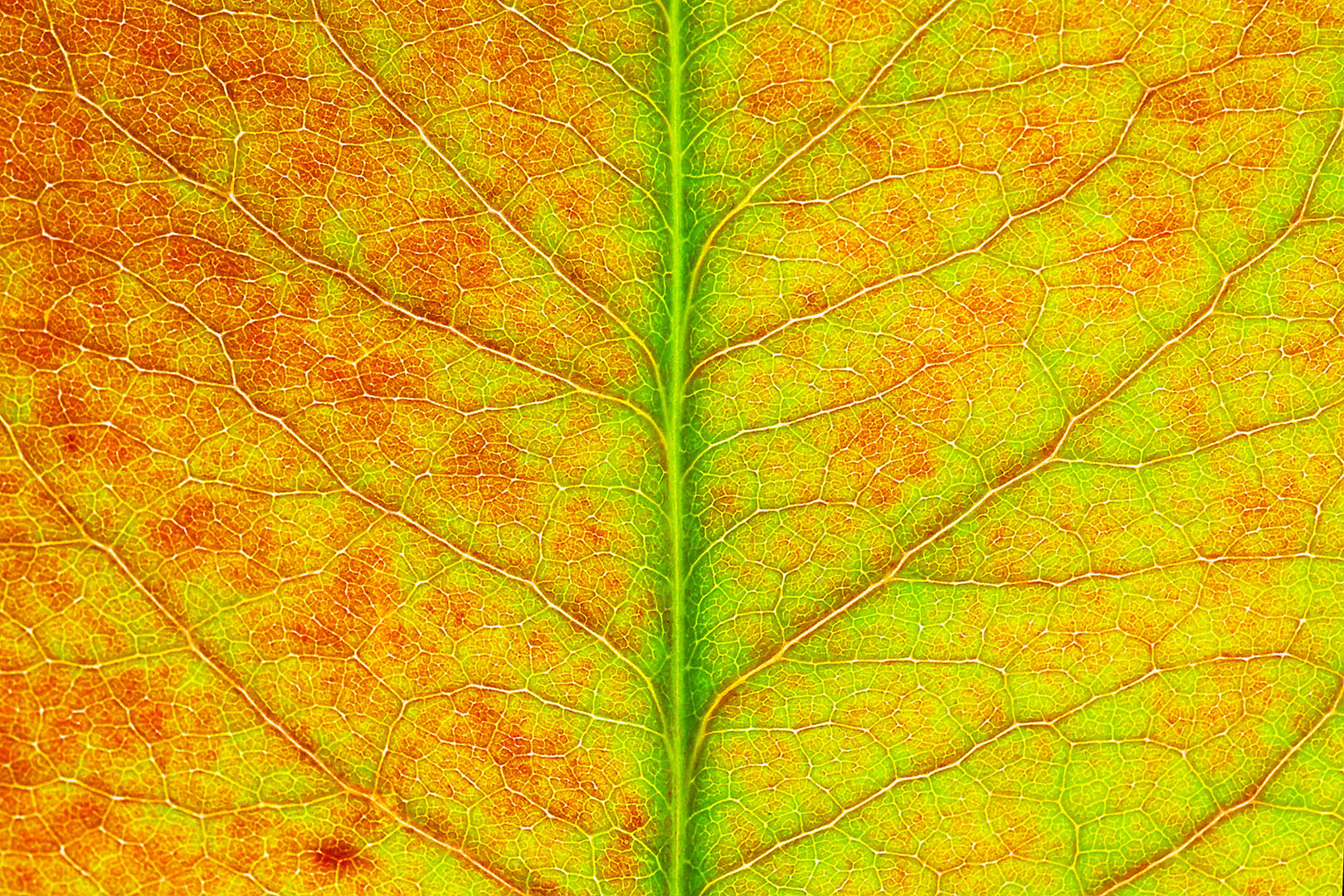 Canon EOS 5D Mark II + Tamron SP AF 90mm F2.8 Di Macro sample photo. Leaf texture #5 photography