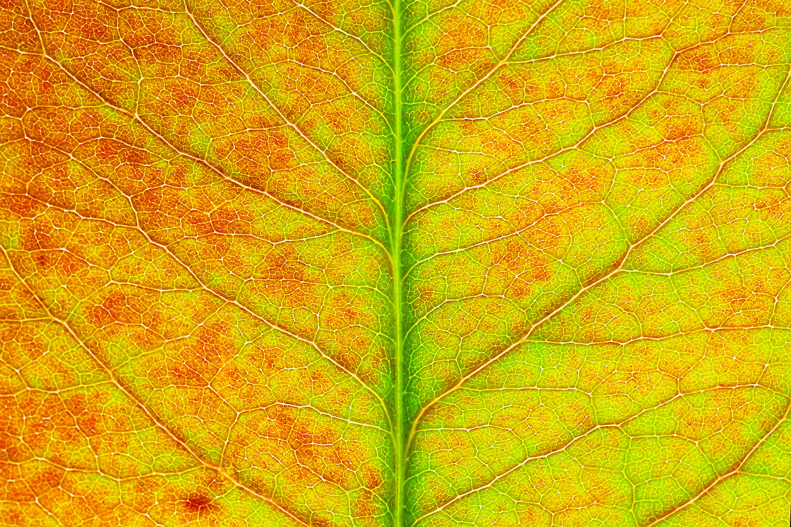 Tamron SP AF 90mm F2.8 Di Macro sample photo. Leaf texture #5 photography