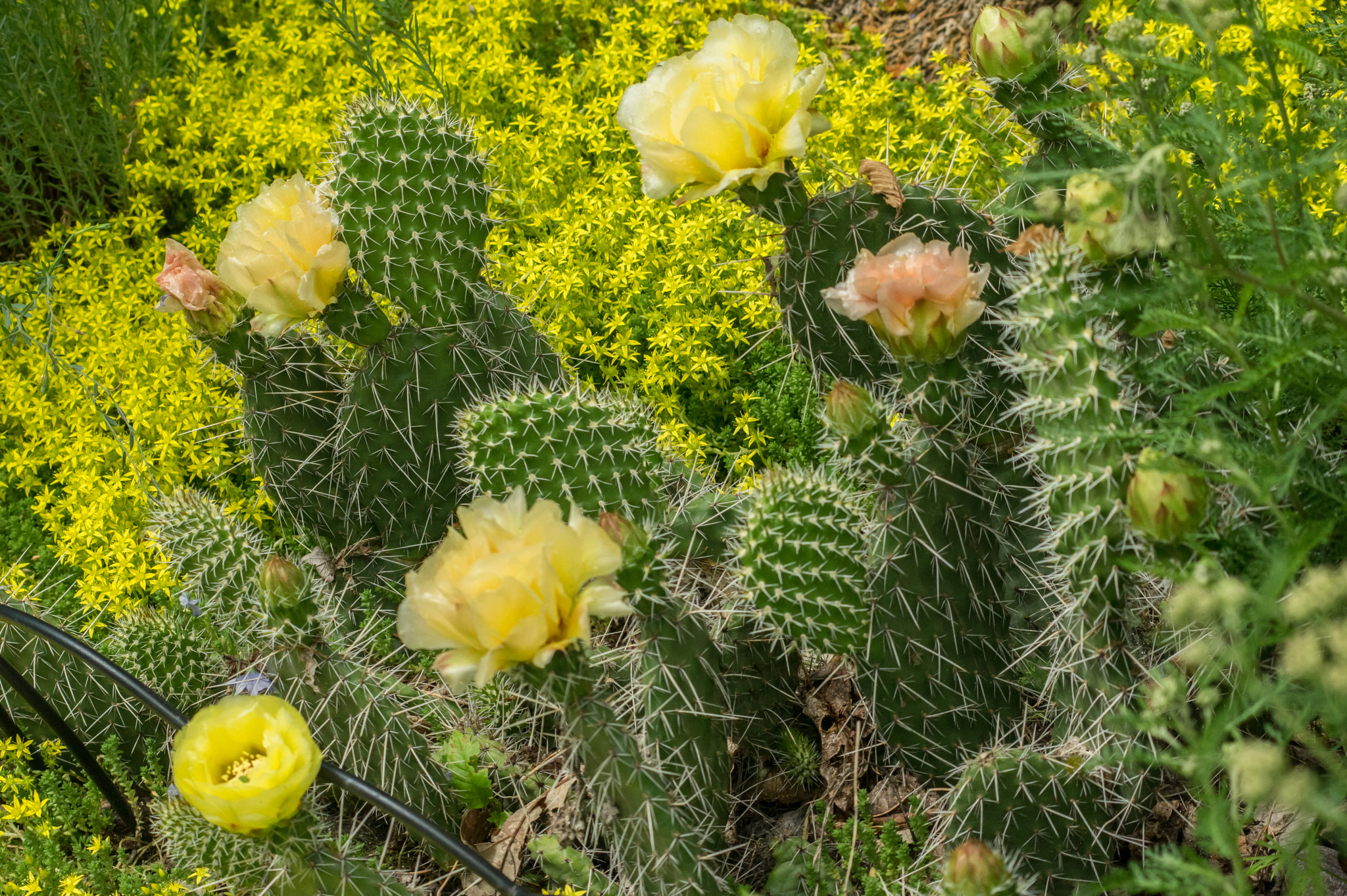 smc PENTAX-F 70-210mm F4-5.6 sample photo. Blossomed today photography