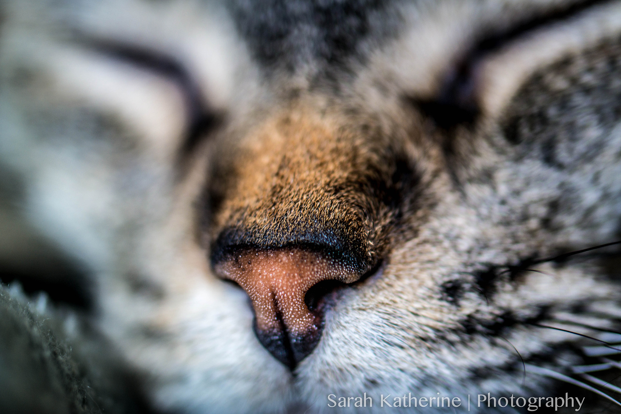 Samsung NX300 + Samsung NX 60mm F2.8 Macro ED OIS SSA sample photo. Annabel photography